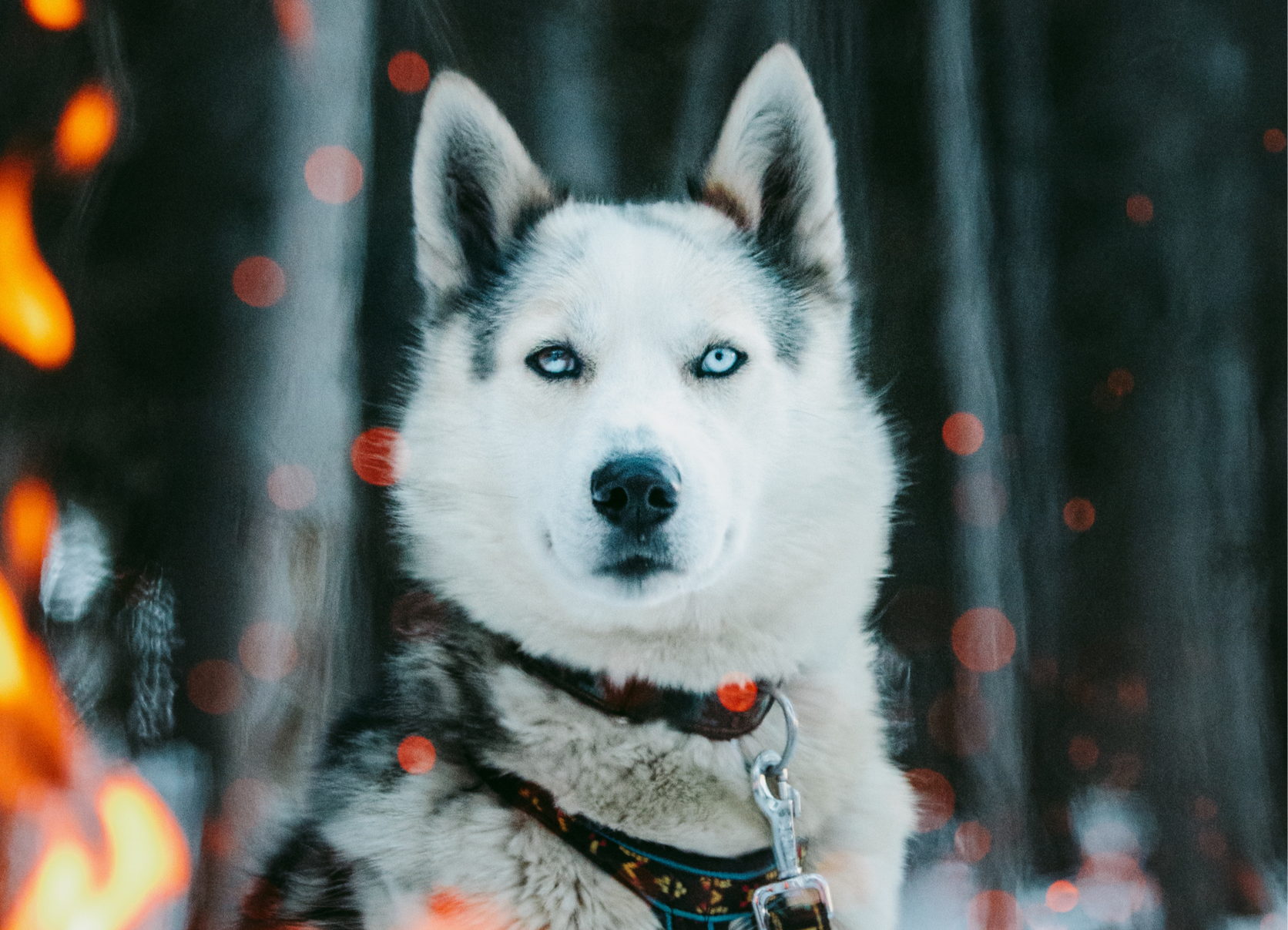 Portrait of a lead husky dog from Snow Owl Dogsledding Tours, looking through the flames of a fire at Spray Lakes in Canmore Kananaskis Country.