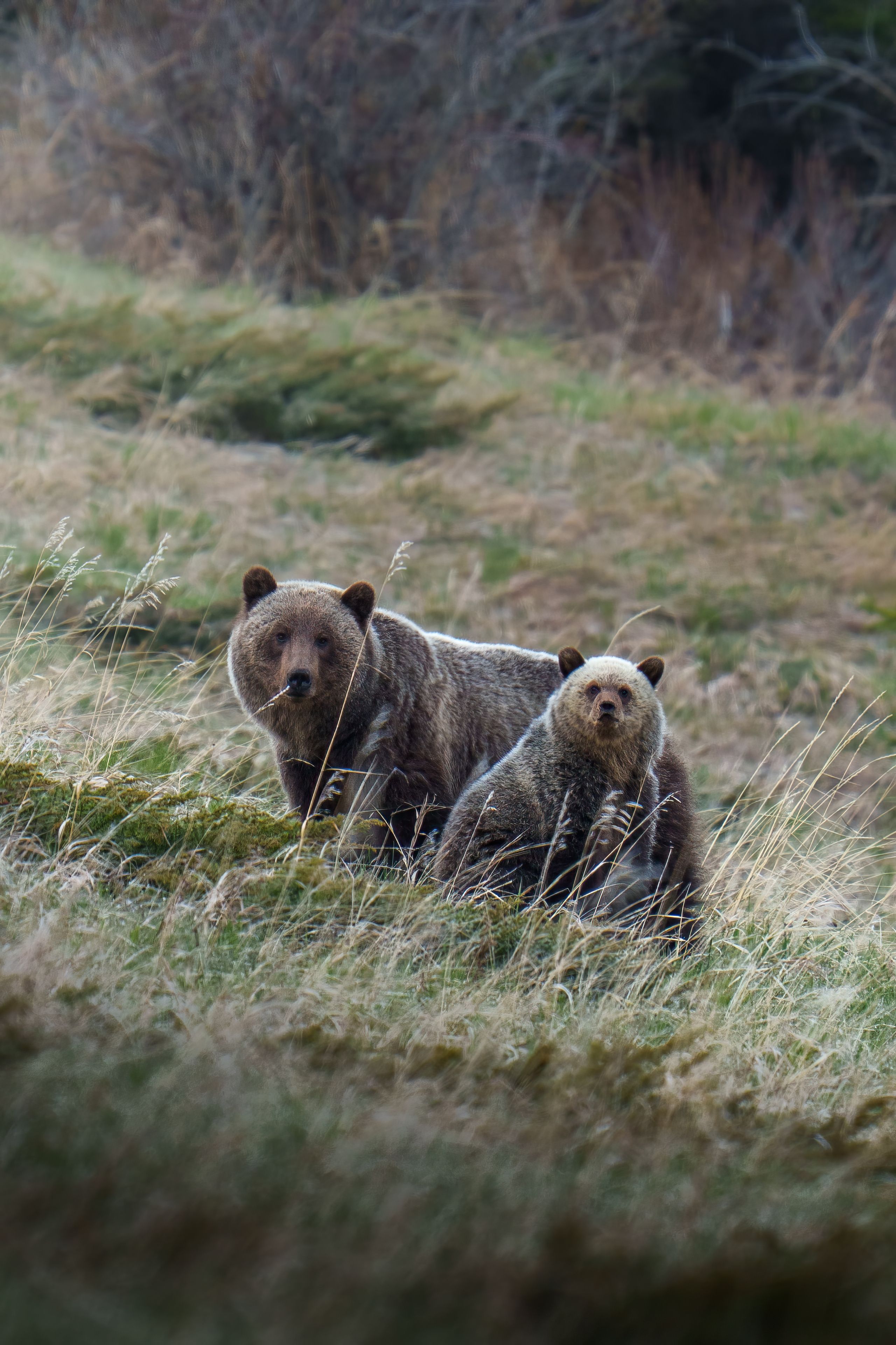 A grizzly bear mom and cub in Alberta’s Kananaskis Country.