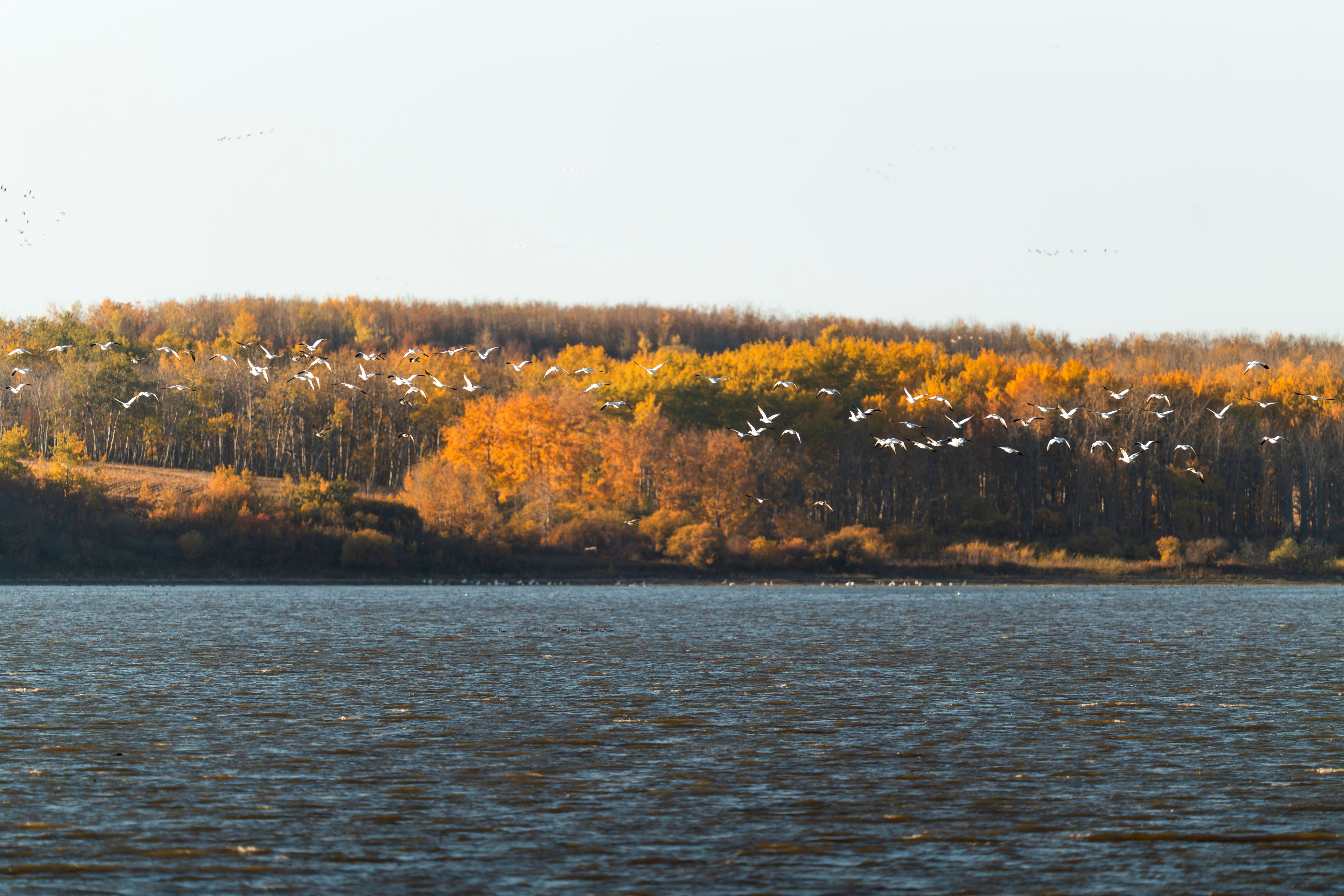 A snowshoeing guide leads a group of people across Astotin Lake against the snowy forest in Elk Island National Park