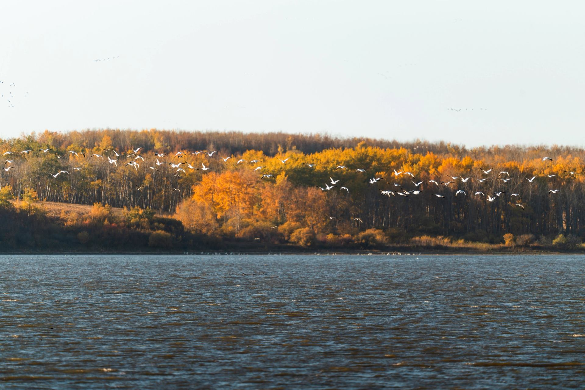 Snow Geese flying over lake