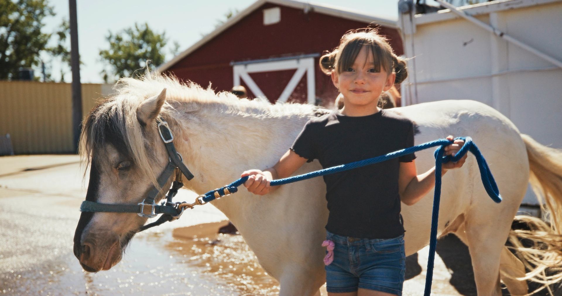A young girl helps wash a light-colored pony before a relay race, standing in the sun outside a barn.