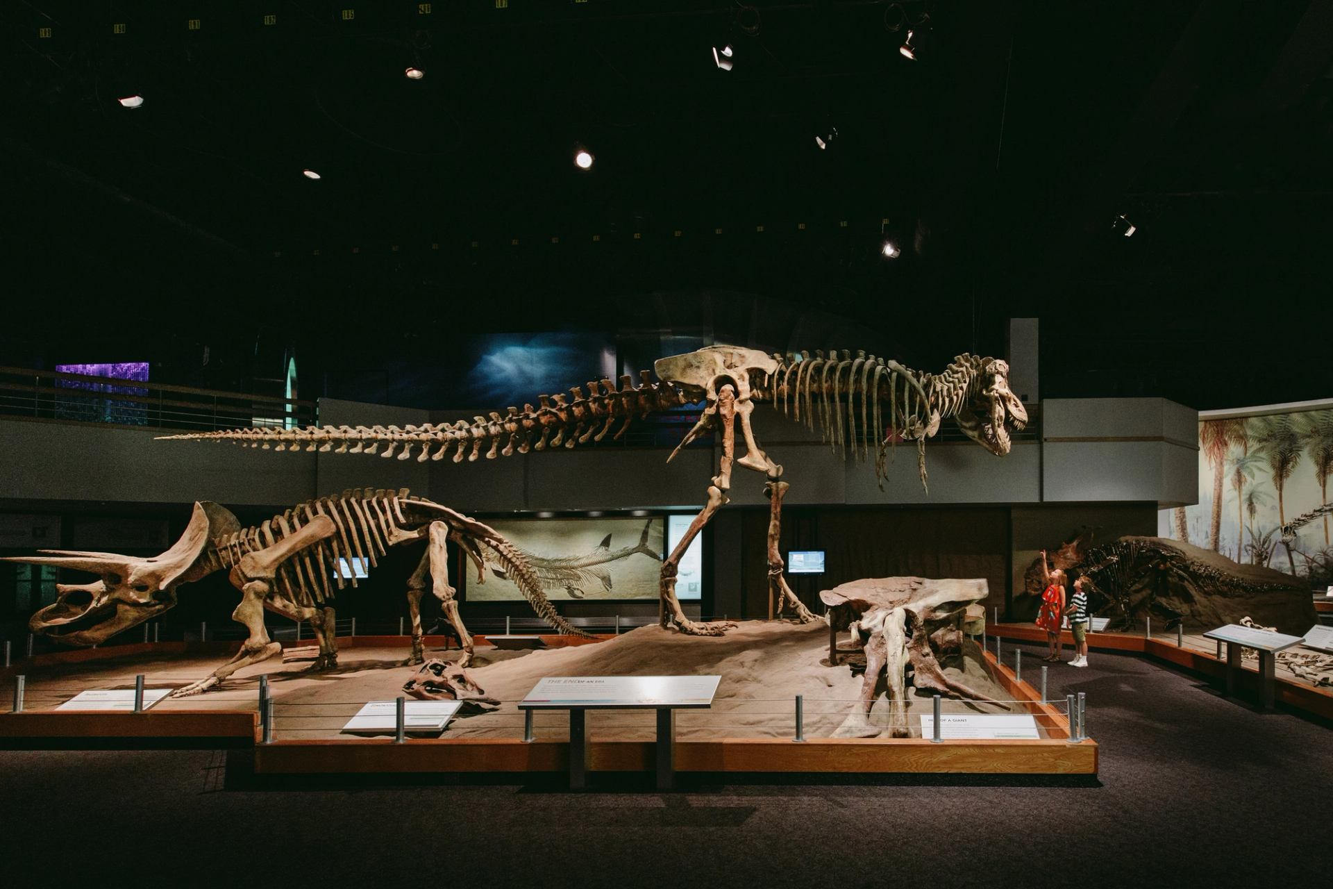 Dinosaur skeleton in the Royal Tyrrell Museum