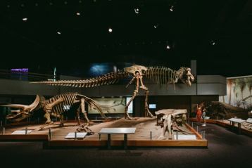 Dinosaur skeleton in the Royal Tyrrell Museum.