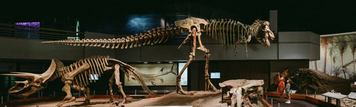 Dinosaur skeleton in the Royal Tyrrell Museum.