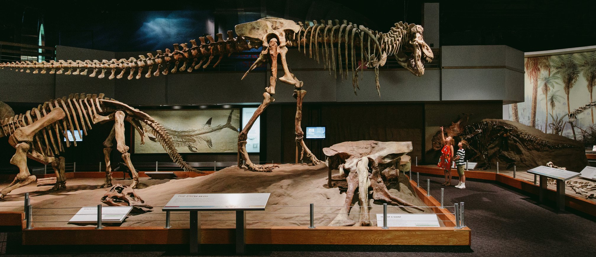 Dinosaur skeleton in the Royal Tyrrell Museum.
