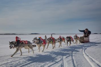 A guide and a participant being pulled by a team of huskies who are wearing Indigenous articles, on a dog sled ride in Fort Chipewyan.