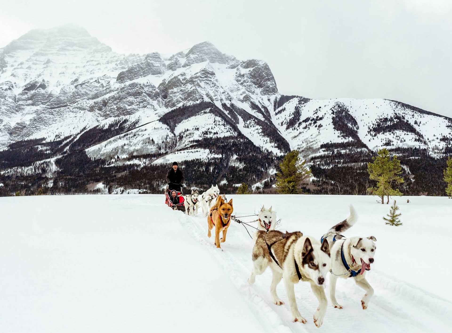 A dog sledding team pulls through the mountains while sledding in Kananaskis Country