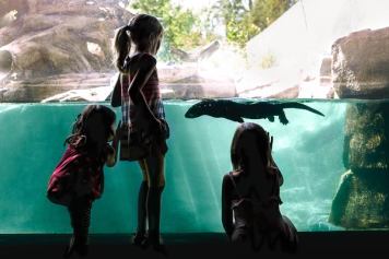 Children looking at an otter swimming at the Calgary Zoo