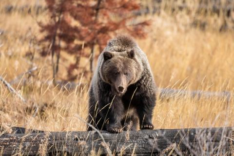 Close-up of a grizzly bear standing on a log in Banff National Park.