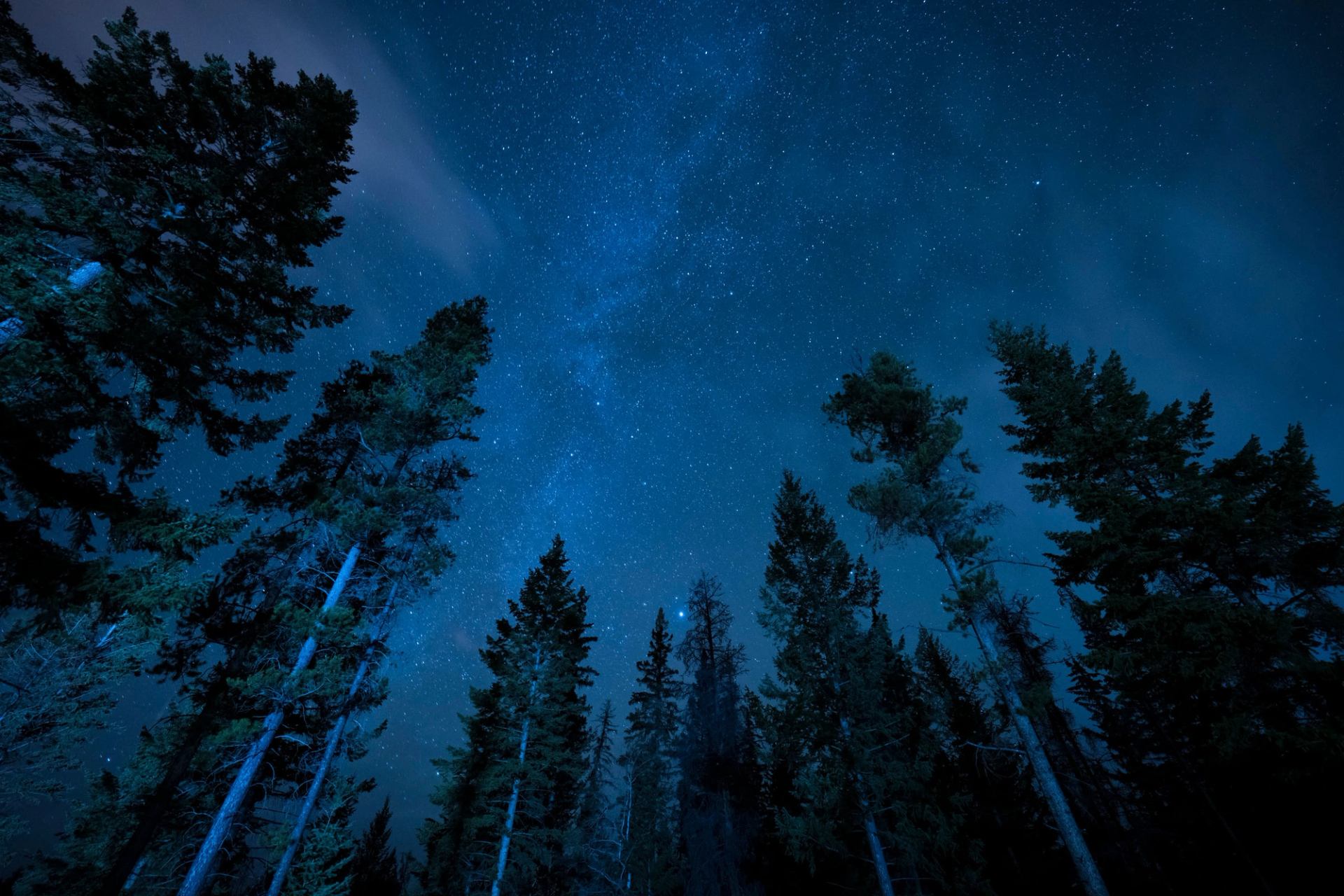 Starry night sky above a forest of spruce trees.