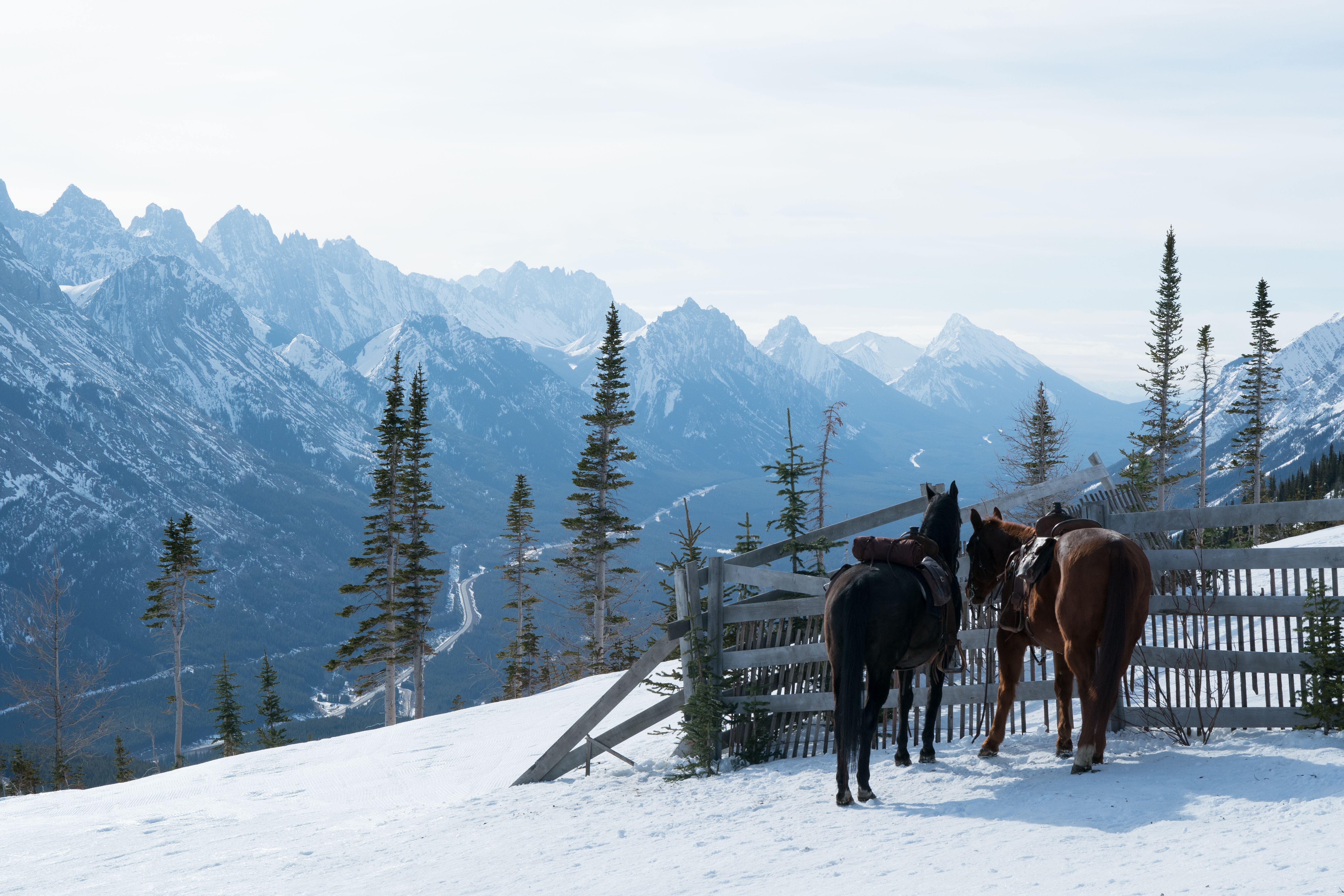 Two horses stand beside a wooden fence on a bright winter day in Alberta's Canadian Rockies on the set of HBO's The Last of Us.