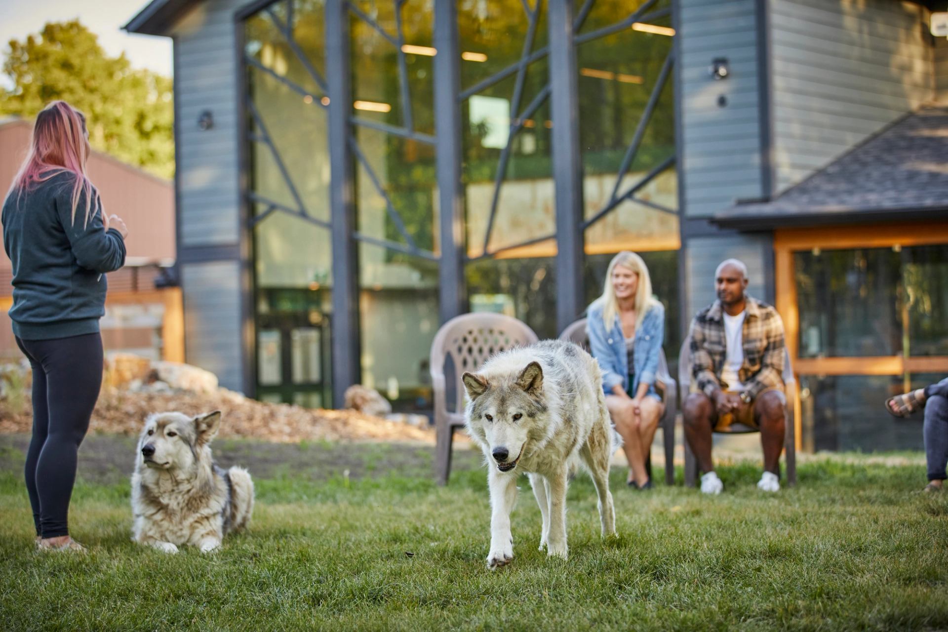 Couple watching wolfdogs at Yamnuska Wolfdog Sanctuary