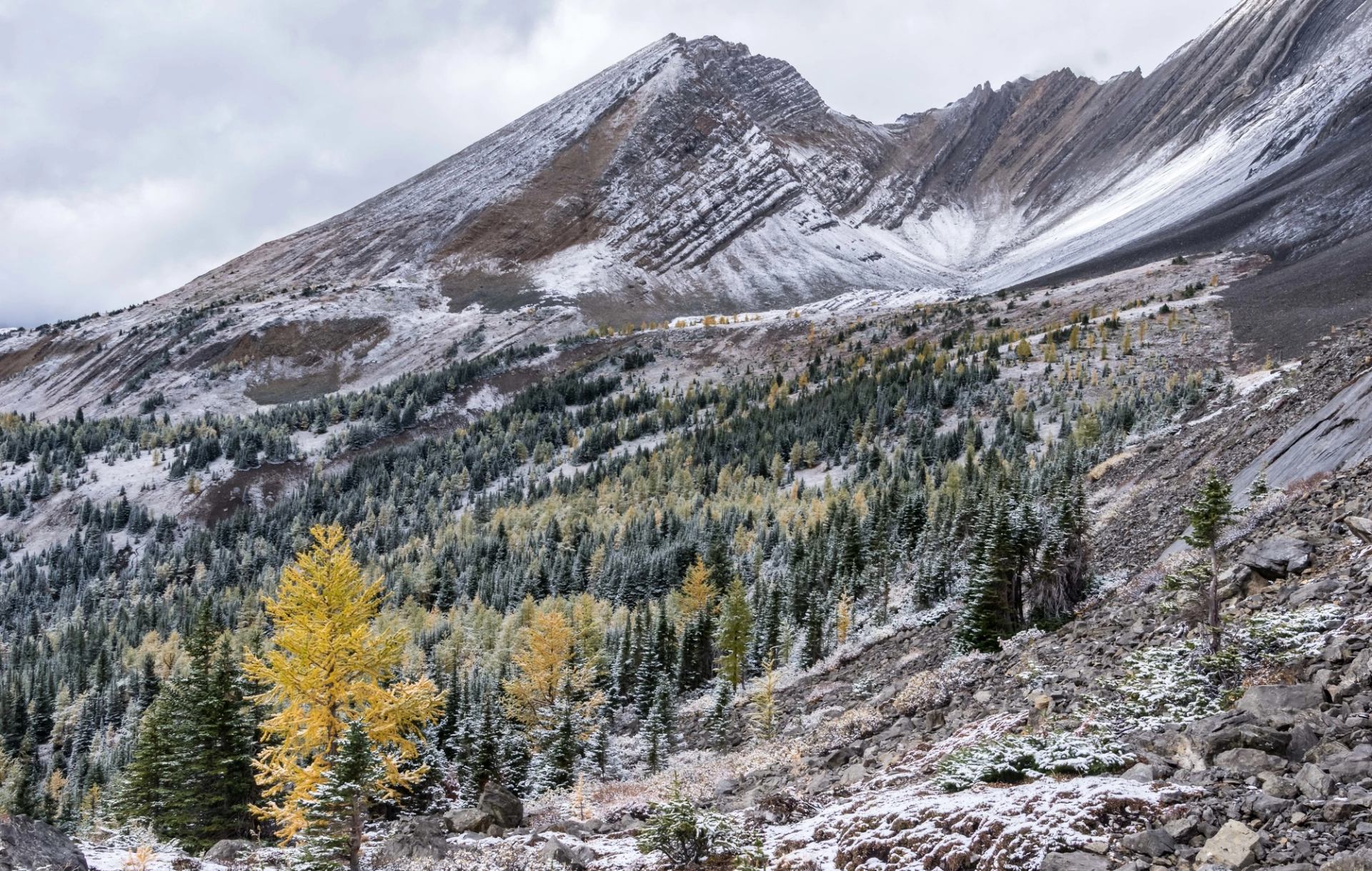 A view of the mountains and larch trees with a dusting of snow.