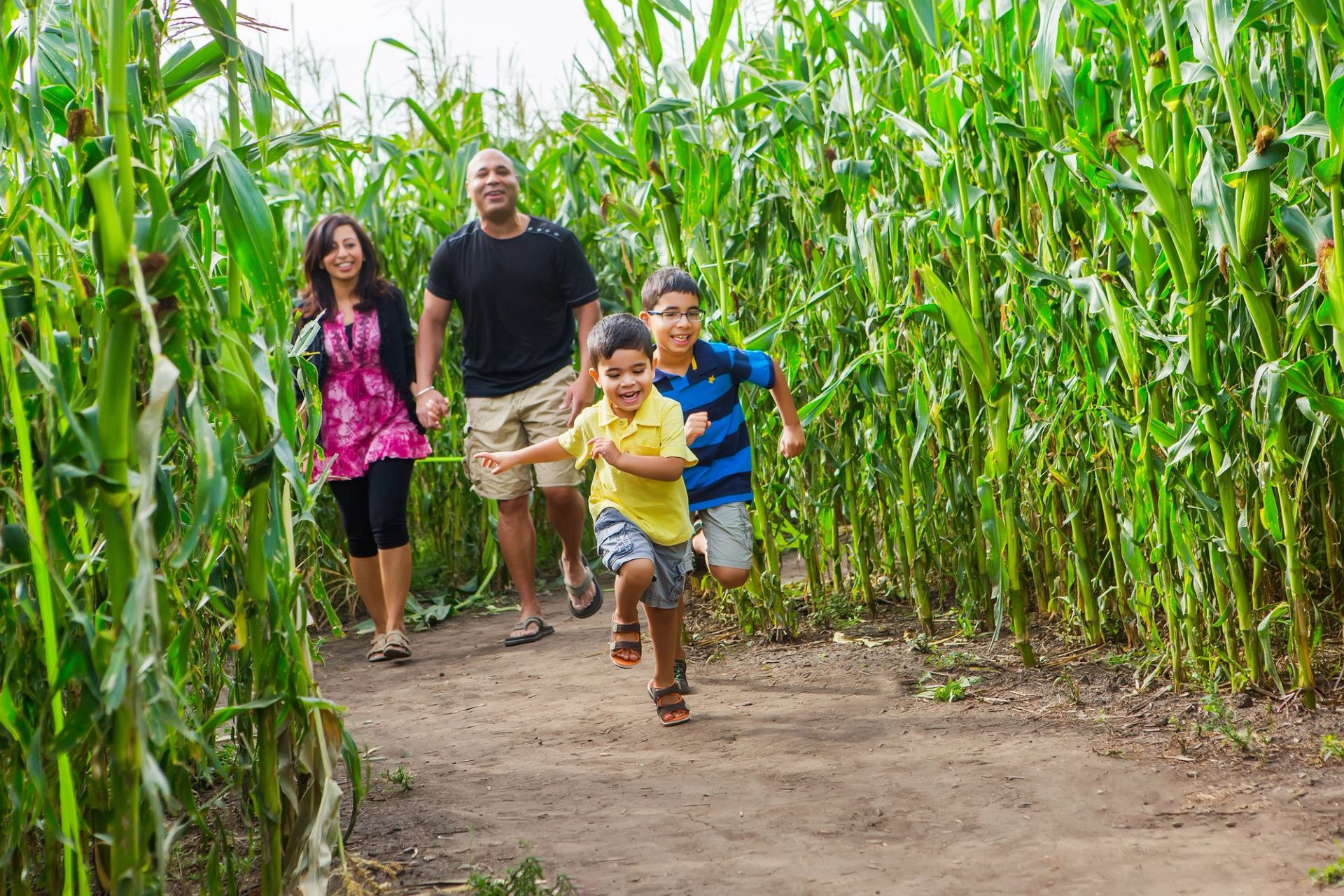 A family run as they explore the Lacombe corn maze.