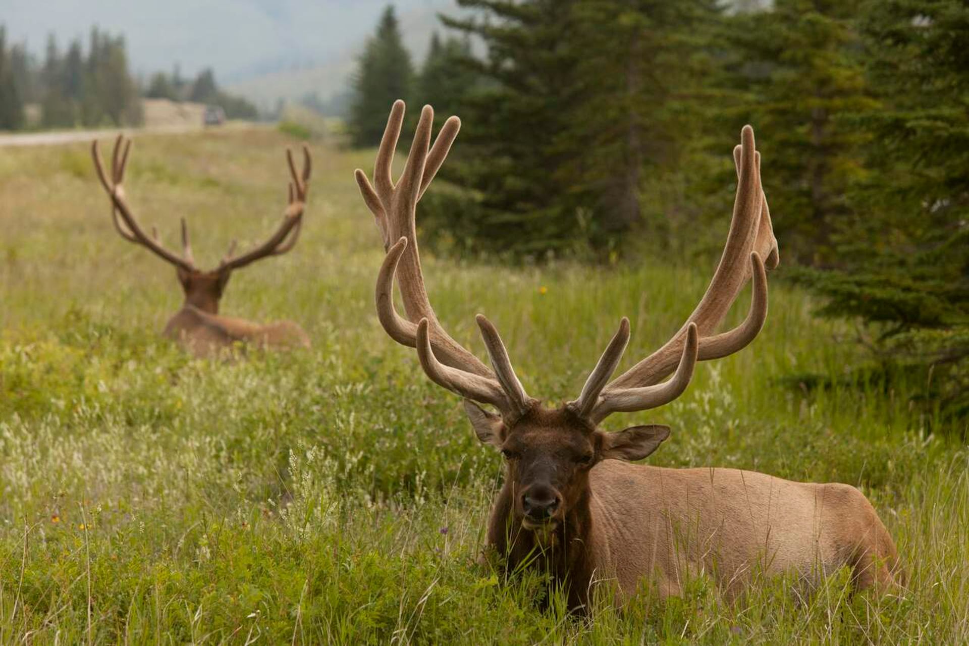 Two large elk stand in the tall grass