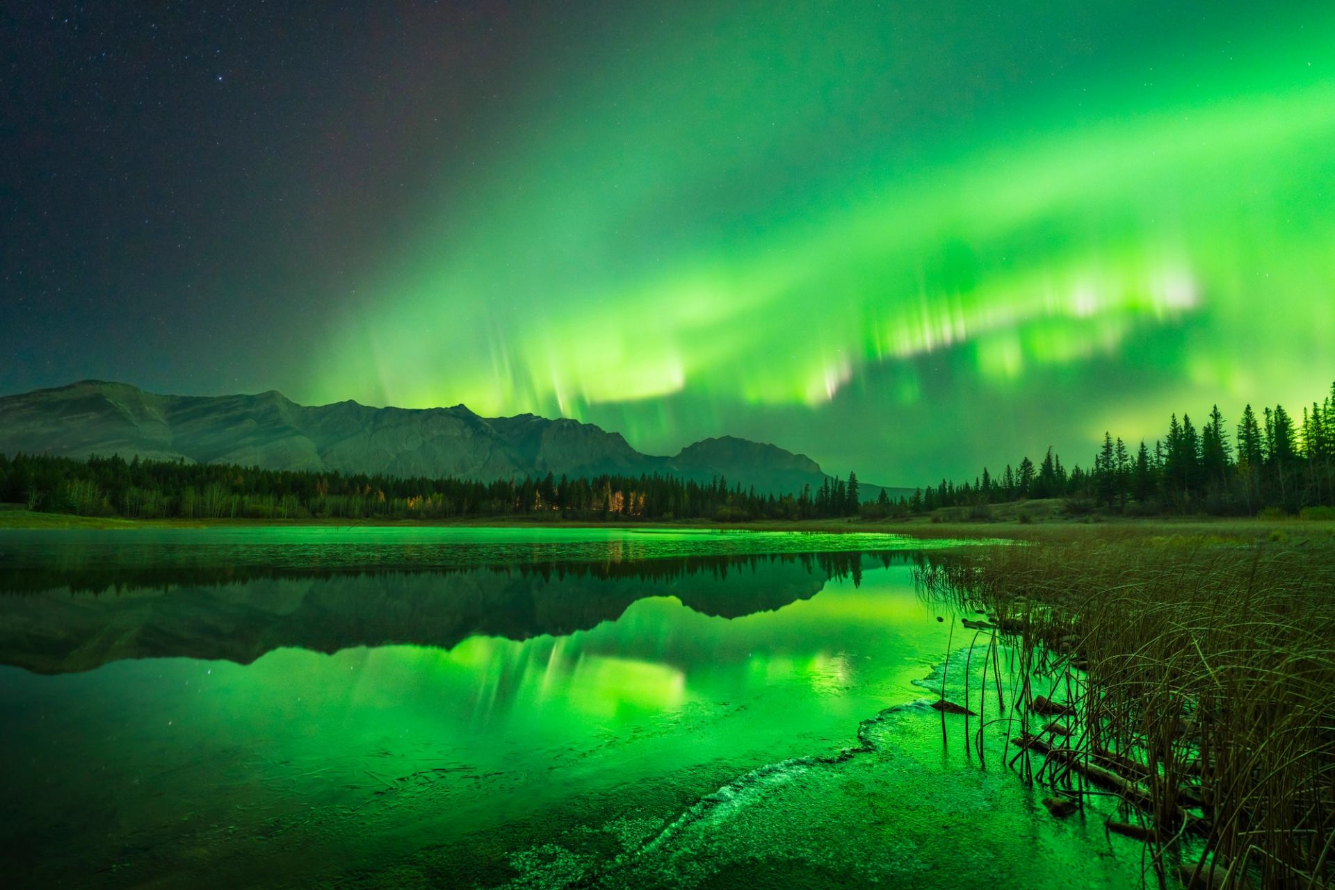 Vibrant green northern lights fill the sky and reflect off a lake. Mountains fill the background and  water foliage peek at the foreground.