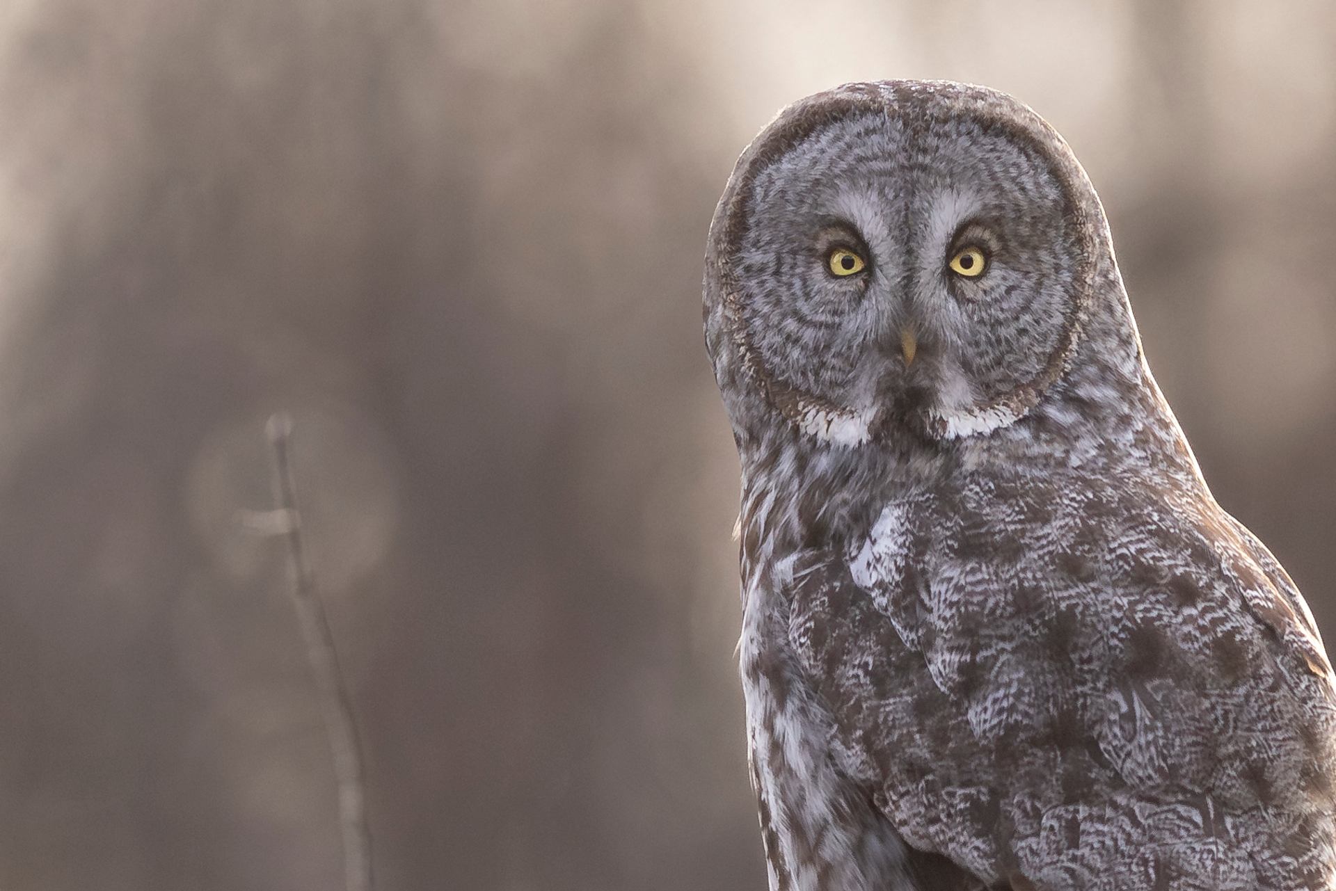 Great Grey Owl near Westlock, Alberta.
