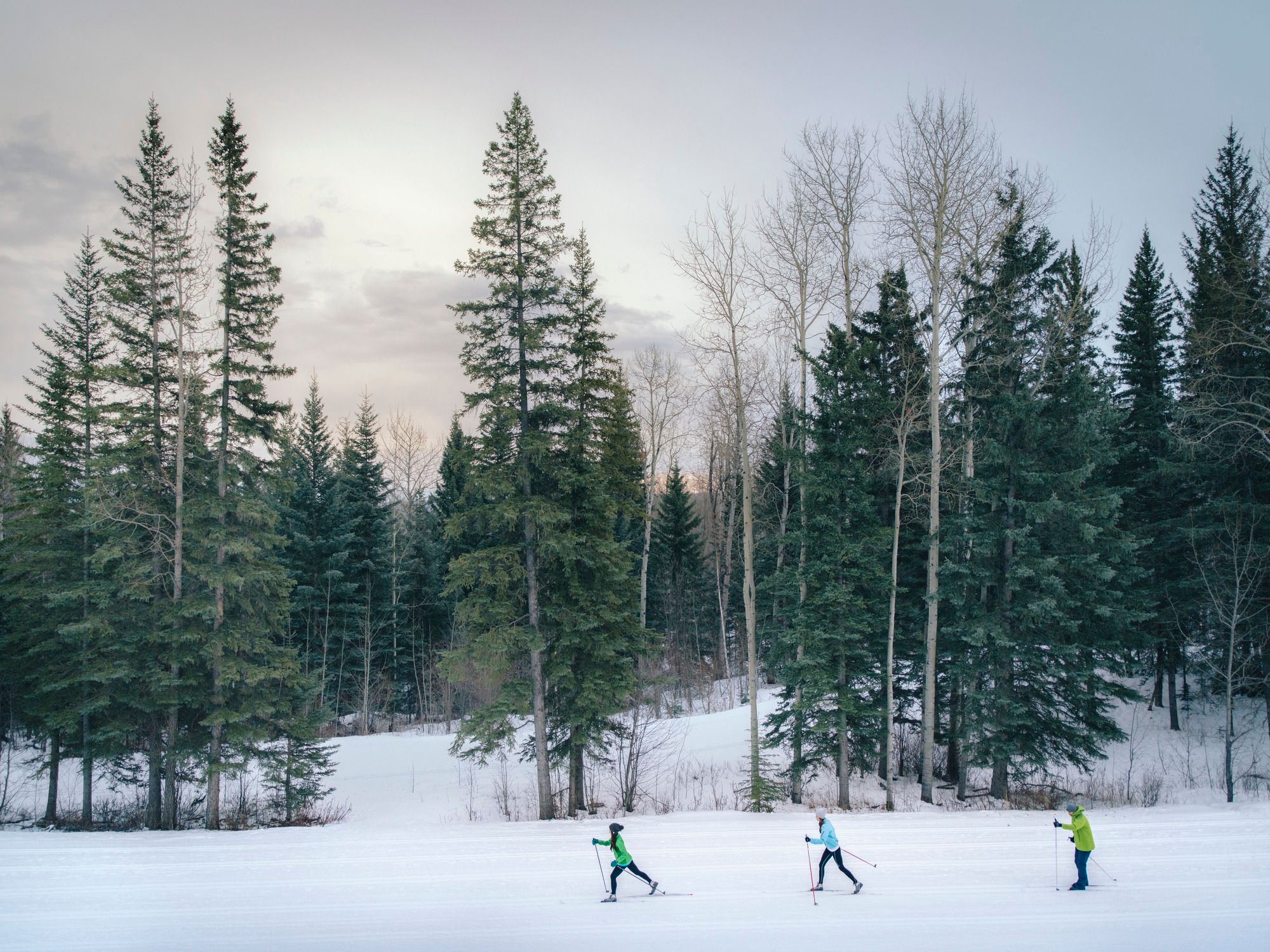 Cross-country skiers on a trail in front of the forest at the Wapiti Nordic Centre in Grande Prairie