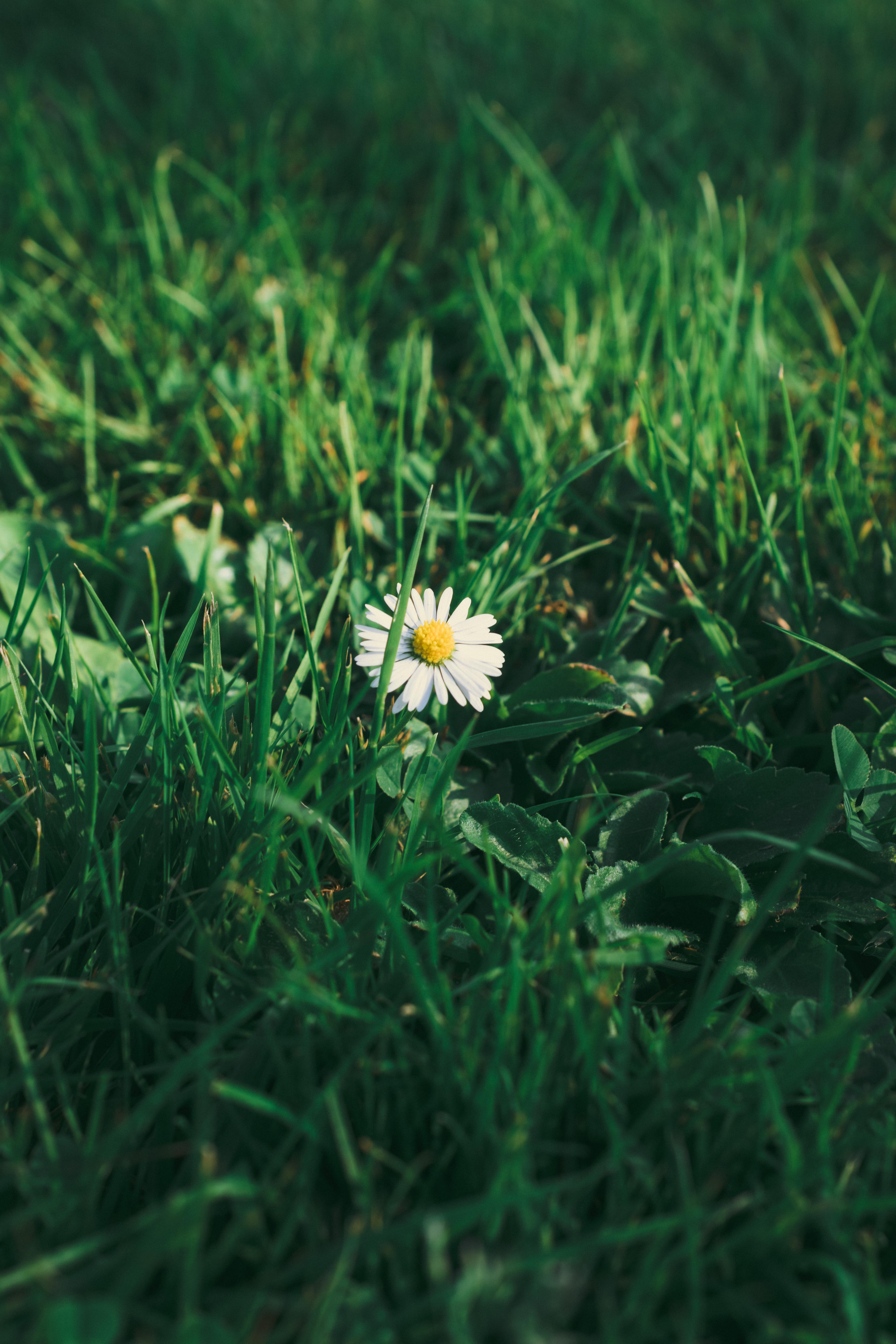 Lone Daisy​​​​‌﻿‍﻿​‍​‍‌‍﻿﻿‌﻿​‍‌‍‍‌‌‍‌﻿‌‍‍‌‌‍﻿‍​‍​‍​﻿‍‍​‍​‍‌﻿​﻿‌‍​‌‌‍﻿‍‌‍‍‌‌﻿‌​‌﻿‍‌​‍﻿‍‌‍‍‌‌‍﻿﻿​‍​‍​‍﻿​​‍​‍‌‍‍​‌﻿​‍‌‍‌‌‌‍‌‍​‍​‍​﻿‍‍​‍​‍‌‍‍​‌﻿‌​‌﻿‌​‌﻿​​​﻿‍‍​‍﻿﻿​‍﻿﻿‌‍﻿​‌‍﻿﻿‌‍​﻿‌‍​‌‌‍﻿​‌‍‍​‌‍﻿﻿‌﻿​﻿‌﻿‌​​﻿‍‍​﻿​﻿​﻿​﻿​﻿​﻿​﻿​﻿​‍﻿﻿‌‍‍‌‌‍﻿‍‌﻿‌​‌‍‌‌‌‍﻿‍‌﻿‌​​‍﻿﻿‌‍‌‌‌‍‌​‌‍‍‌‌﻿‌​​‍﻿﻿‌‍﻿‌‌‍﻿﻿‌‍‌​‌‍‌‌​﻿﻿‌‌﻿​​‌﻿​‍‌‍‌‌‌﻿​﻿‌‍‌‌‌‍﻿‍‌﻿‌​‌‍​‌‌﻿‌​‌‍‍‌‌‍﻿﻿‌‍﻿‍​﻿‍﻿‌‍‍‌‌‍‌​​﻿﻿‌‌﻿‍​‌‍‍﻿‌‍‍​​﻿​‌‌​﻿​‌‍‌​‌‍﻿‌‌‌‍‌‌​​‌‌﻿‍​‌﻿‌‍‌​﻿​‌‌‍‌‌‍‍‍​﻿​​​﻿‌‌​﻿‌‍​﻿​‍‌﻿‍​​﻿​﻿​﻿​‍‌‍‍‍​﻿‍﻿‌﻿‌​‌﻿‍‌‌﻿​​‌‍‌‌​﻿﻿‌‌﻿​​‌‍‍​‌‍﻿﻿‌﻿‌​‌‍﻿﻿​﻿‍﻿‌﻿​​‌‍​‌‌﻿‌​‌‍‍​​﻿﻿‌‌﻿‌​‌‍‍‌‌﻿‌​‌‍﻿​‌‍‌‌​﻿﻿﻿‌‍​‍‌‍​‌‌﻿​﻿‌‍‌‌‌‌‌‌‌﻿​‍‌‍﻿​​﻿﻿‌‌‍‍​‌﻿‌​‌﻿‌​‌﻿​​​‍‌‌​﻿​﻿‌​​‌​‍‌‌​﻿​‍‌​‌‍​‍‌‌​﻿​‍‌​‌‍‌‍﻿​‌‍﻿﻿‌‍​﻿‌‍​‌‌‍﻿​‌‍‍​‌‍﻿﻿‌﻿​﻿‌﻿‌​​‍‌‌​﻿​﻿‌​​‌​﻿​﻿​﻿​﻿​﻿​﻿​﻿​﻿​‍‌‍‌‍‍‌‌‍‌​​﻿﻿‌‌﻿‍​‌‍‍﻿‌‍‍​​﻿​‌‌​﻿​‌‍‌​‌‍﻿‌‌‌‍‌‌​​‌‌﻿‍​‌﻿‌‍‌​﻿​‌‌‍‌‌‍‍‍​﻿​​​﻿‌‌​﻿‌‍​﻿​‍‌﻿‍​​﻿​﻿​﻿​‍‌‍‍‍​‍‌‍‌﻿‌​‌﻿‍‌‌﻿​​‌‍‌‌​﻿﻿‌‌﻿​​‌‍‍​‌‍﻿﻿‌﻿‌​‌‍﻿﻿​‍‌‍‌﻿​​‌‍​‌‌﻿‌​‌‍‍​​﻿﻿‌‌﻿‌​‌‍‍‌‌﻿‌​‌‍﻿​‌‍‌‌​‍‌‍‌﻿​​‌‍‌‌‌﻿​‍‌﻿​﻿‌﻿​​‌‍‌‌‌‍​﻿‌﻿‌​‌‍‍‌‌﻿‌‍‌‍‌‌​﻿﻿‌‌﻿​​‌﻿‌‌‌‍​‍‌‍﻿​‌‍‍‌‌﻿​﻿‌‍‍​‌‍‌‌‌‍‌​​‍​‍‌﻿﻿‌