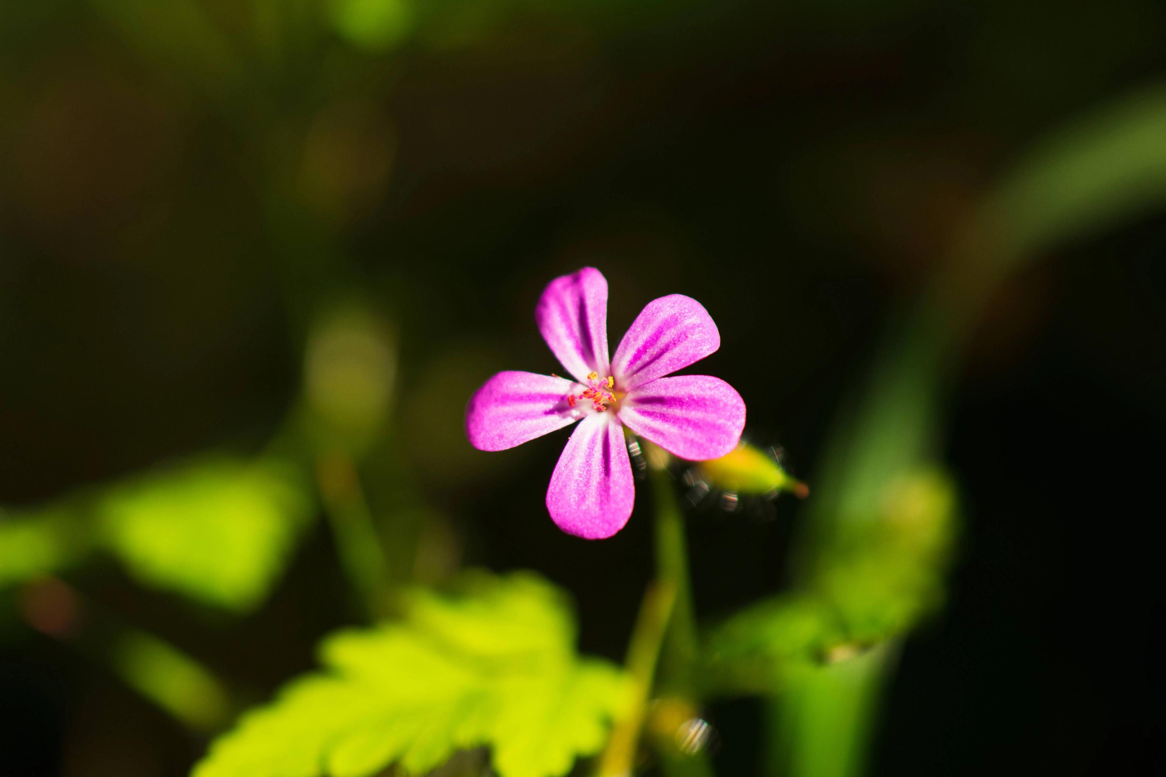 Delicate Bloom​​​​‌﻿‍﻿​‍​‍‌‍﻿﻿‌﻿​‍‌‍‍‌‌‍‌﻿‌‍‍‌‌‍﻿‍​‍​‍​﻿‍‍​‍​‍‌﻿​﻿‌‍​‌‌‍﻿‍‌‍‍‌‌﻿‌​‌﻿‍‌​‍﻿‍‌‍‍‌‌‍﻿﻿​‍​‍​‍﻿​​‍​‍‌‍‍​‌﻿​‍‌‍‌‌‌‍‌‍​‍​‍​﻿‍‍​‍​‍‌‍‍​‌﻿‌​‌﻿‌​‌﻿​​​﻿‍‍​‍﻿﻿​‍﻿﻿‌‍﻿​‌‍﻿﻿‌‍​﻿‌‍​‌‌‍﻿​‌‍‍​‌‍﻿﻿‌﻿​﻿‌﻿‌​​﻿‍‍​﻿​﻿​﻿​﻿​﻿​﻿​﻿​﻿​‍﻿﻿‌‍‍‌‌‍﻿‍‌﻿‌​‌‍‌‌‌‍﻿‍‌﻿‌​​‍﻿﻿‌‍‌‌‌‍‌​‌‍‍‌‌﻿‌​​‍﻿﻿‌‍﻿‌‌‍﻿﻿‌‍‌​‌‍‌‌​﻿﻿‌‌﻿​​‌﻿​‍‌‍‌‌‌﻿​﻿‌‍‌‌‌‍﻿‍‌﻿‌​‌‍​‌‌﻿‌​‌‍‍‌‌‍﻿﻿‌‍﻿‍​﻿‍﻿‌‍‍‌‌‍‌​​﻿﻿‌​﻿‌​‌‍‌​‌‍‌​‌‍‌‍‌‍​‌‌‍​‍‌‍​‍​﻿‍​​‍﻿‌​﻿‍‌‌‍‌‍‌‍​﻿‌‍​‍​‍﻿‌​﻿‌​​﻿​‌​﻿‍​​﻿‌‌​‍﻿‌‌‍​‌​﻿‍‌​﻿‌﻿‌‍​﻿​‍﻿‌‌‍​‍​﻿‌‍‌‍​‍​﻿‌﻿​﻿​​​﻿‌‌‌‍‌​‌‍​‌​﻿‌‌​﻿​‌​﻿‌‍‌‍​‌​﻿‍﻿‌﻿‌​‌﻿‍‌‌﻿​​‌‍‌‌​﻿﻿‌‌﻿​​‌‍‍​‌‍﻿﻿‌﻿‌​‌‍﻿﻿​﻿‍﻿‌﻿​​‌‍​‌‌﻿‌​‌‍‍​​﻿﻿‌‌﻿‌​‌‍‍‌‌﻿‌​‌‍﻿​‌‍‌‌​﻿﻿﻿‌‍​‍‌‍​‌‌﻿​﻿‌‍‌‌‌‌‌‌‌﻿​‍‌‍﻿​​﻿﻿‌‌‍‍​‌﻿‌​‌﻿‌​‌﻿​​​‍‌‌​﻿​﻿‌​​‌​‍‌‌​﻿​‍‌​‌‍​‍‌‌​﻿​‍‌​‌‍‌‍﻿​‌‍﻿﻿‌‍​﻿‌‍​‌‌‍﻿​‌‍‍​‌‍﻿﻿‌﻿​﻿‌﻿‌​​‍‌‌​﻿​﻿‌​​‌​﻿​﻿​﻿​﻿​﻿​﻿​﻿​﻿​‍‌‍‌‍‍‌‌‍‌​​﻿﻿‌​﻿‌​‌‍‌​‌‍‌​‌‍‌‍‌‍​‌‌‍​‍‌‍​‍​﻿‍​​‍﻿‌​﻿‍‌‌‍‌‍‌‍​﻿‌‍​‍​‍﻿‌​﻿‌​​﻿​‌​﻿‍​​﻿‌‌​‍﻿‌‌‍​‌​﻿‍‌​﻿‌﻿‌‍​﻿​‍﻿‌‌‍​‍​﻿‌‍‌‍​‍​﻿‌﻿​﻿​​​﻿‌‌‌‍‌​‌‍​‌​﻿‌‌​﻿​‌​﻿‌‍‌‍​‌​‍‌‍‌﻿‌​‌﻿‍‌‌﻿​​‌‍‌‌​﻿﻿‌‌﻿​​‌‍‍​‌‍﻿﻿‌﻿‌​‌‍﻿﻿​‍‌‍‌﻿​​‌‍​‌‌﻿‌​‌‍‍​​﻿﻿‌‌﻿‌​‌‍‍‌‌﻿‌​‌‍﻿​‌‍‌‌​‍‌‍‌﻿​​‌‍‌‌‌﻿​‍‌﻿​﻿‌﻿​​‌‍‌‌‌‍​﻿‌﻿‌​‌‍‍‌‌﻿‌‍‌‍‌‌​﻿﻿‌‌﻿​​‌﻿‌‌‌‍​‍‌‍﻿​‌‍‍‌‌﻿​﻿‌‍‍​‌‍‌‌‌‍‌​​‍​‍‌﻿﻿‌