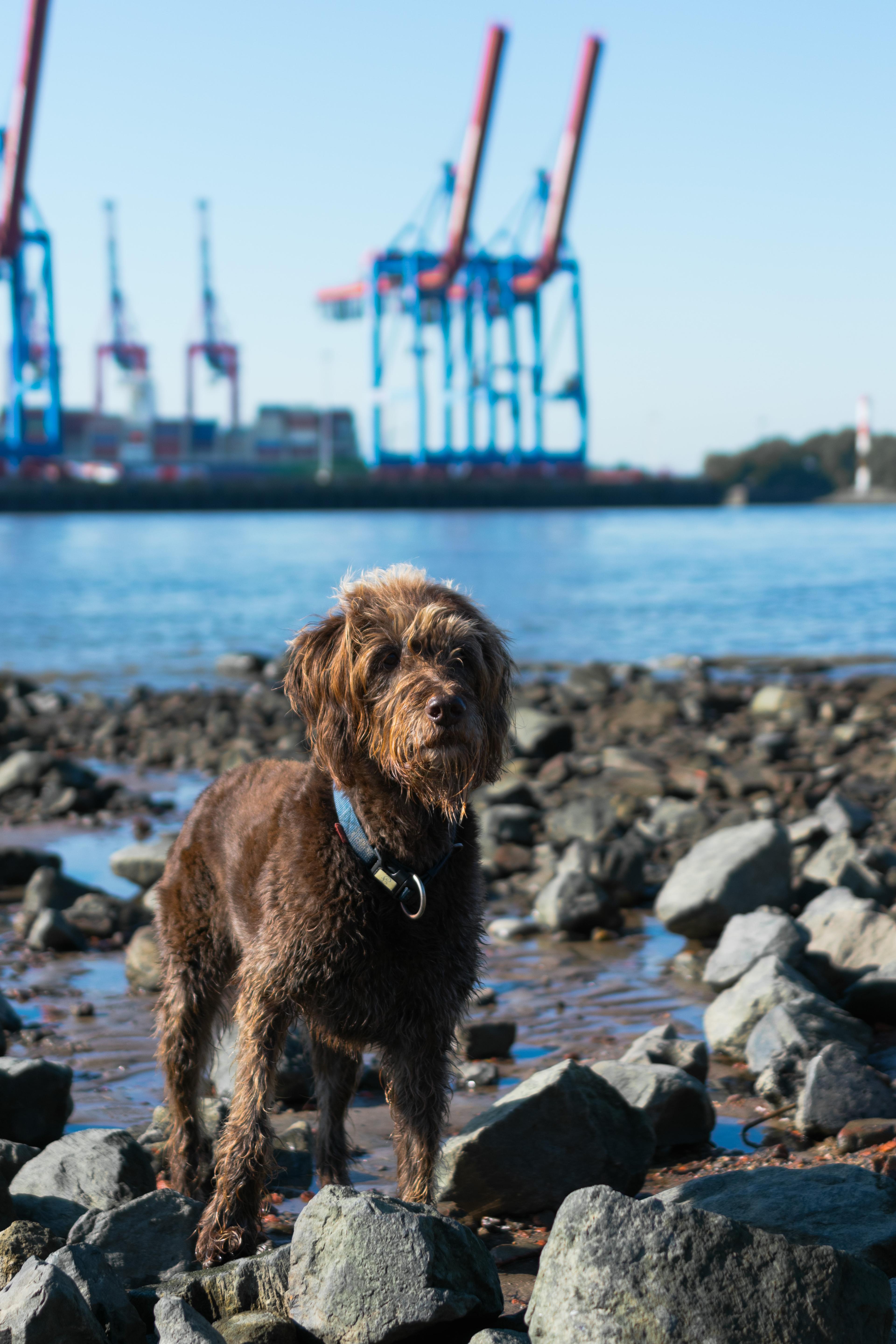 A Good Boi on Rocky Shore​​​​‌﻿‍﻿​‍​‍‌‍﻿﻿‌﻿​‍‌‍‍‌‌‍‌﻿‌‍‍‌‌‍﻿‍​‍​‍​﻿‍‍​‍​‍‌﻿​﻿‌‍​‌‌‍﻿‍‌‍‍‌‌﻿‌​‌﻿‍‌​‍﻿‍‌‍‍‌‌‍﻿﻿​‍​‍​‍﻿​​‍​‍‌‍‍​‌﻿​‍‌‍‌‌‌‍‌‍​‍​‍​﻿‍‍​‍​‍‌‍‍​‌﻿‌​‌﻿‌​‌﻿​​​﻿‍‍​‍﻿﻿​‍﻿﻿‌‍﻿​‌‍﻿﻿‌‍​﻿‌‍​‌‌‍﻿​‌‍‍​‌‍﻿﻿‌﻿​﻿‌﻿‌​​﻿‍‍​﻿​﻿​﻿​﻿​﻿​﻿​﻿​﻿​‍﻿﻿‌‍‍‌‌‍﻿‍‌﻿‌​‌‍‌‌‌‍﻿‍‌﻿‌​​‍﻿﻿‌‍‌‌‌‍‌​‌‍‍‌‌﻿‌​​‍﻿﻿‌‍﻿‌‌‍﻿﻿‌‍‌​‌‍‌‌​﻿﻿‌‌﻿​​‌﻿​‍‌‍‌‌‌﻿​﻿‌‍‌‌‌‍﻿‍‌﻿‌​‌‍​‌‌﻿‌​‌‍‍‌‌‍﻿﻿‌‍﻿‍​﻿‍﻿‌‍‍‌‌‍‌​​﻿﻿‌‌﻿‍‌‌﻿​‍‌﻿‍​‌​‌​‌‌​﻿‌​‌﻿‌‍﻿‍‌​﻿﻿‌﻿‍‍‌‌‍‌‌﻿​﻿‌‍​‌‌‍‍​‌﻿‍​‌‍‌‌‌‍‍‍‌‌‌‍‌​﻿​‌​​‌‌‍﻿‌‌﻿‍‍‌﻿‍​​﻿‍﻿‌﻿‌​‌﻿‍‌‌﻿​​‌‍‌‌​﻿﻿‌‌﻿​​‌‍‍​‌‍﻿﻿‌﻿‌​‌‍﻿﻿​﻿‍﻿‌﻿​​‌‍​‌‌﻿‌​‌‍‍​​﻿﻿‌‌﻿‌​‌‍‍‌‌﻿‌​‌‍﻿​‌‍‌‌​﻿﻿﻿‌‍​‍‌‍​‌‌﻿​﻿‌‍‌‌‌‌‌‌‌﻿​‍‌‍﻿​​﻿﻿‌‌‍‍​‌﻿‌​‌﻿‌​‌﻿​​​‍‌‌​﻿​﻿‌​​‌​‍‌‌​﻿​‍‌​‌‍​‍‌‌​﻿​‍‌​‌‍‌‍﻿​‌‍﻿﻿‌‍​﻿‌‍​‌‌‍﻿​‌‍‍​‌‍﻿﻿‌﻿​﻿‌﻿‌​​‍‌‌​﻿​﻿‌​​‌​﻿​﻿​﻿​﻿​﻿​﻿​﻿​﻿​‍‌‍‌‍‍‌‌‍‌​​﻿﻿‌‌﻿‍‌‌﻿​‍‌﻿‍​‌​‌​‌‌​﻿‌​‌﻿‌‍﻿‍‌​﻿﻿‌﻿‍‍‌‌‍‌‌﻿​﻿‌‍​‌‌‍‍​‌﻿‍​‌‍‌‌‌‍‍‍‌‌‌‍‌​﻿​‌​​‌‌‍﻿‌‌﻿‍‍‌﻿‍​​‍‌‍‌﻿‌​‌﻿‍‌‌﻿​​‌‍‌‌​﻿﻿‌‌﻿​​‌‍‍​‌‍﻿﻿‌﻿‌​‌‍﻿﻿​‍‌‍‌﻿​​‌‍​‌‌﻿‌​‌‍‍​​﻿﻿‌‌﻿‌​‌‍‍‌‌﻿‌​‌‍﻿​‌‍‌‌​‍‌‍‌﻿​​‌‍‌‌‌﻿​‍‌﻿​﻿‌﻿​​‌‍‌‌‌‍​﻿‌﻿‌​‌‍‍‌‌﻿‌‍‌‍‌‌​﻿﻿‌‌﻿​​‌﻿‌‌‌‍​‍‌‍﻿​‌‍‍‌‌﻿​﻿‌‍‍​‌‍‌‌‌‍‌​​‍​‍‌﻿﻿‌