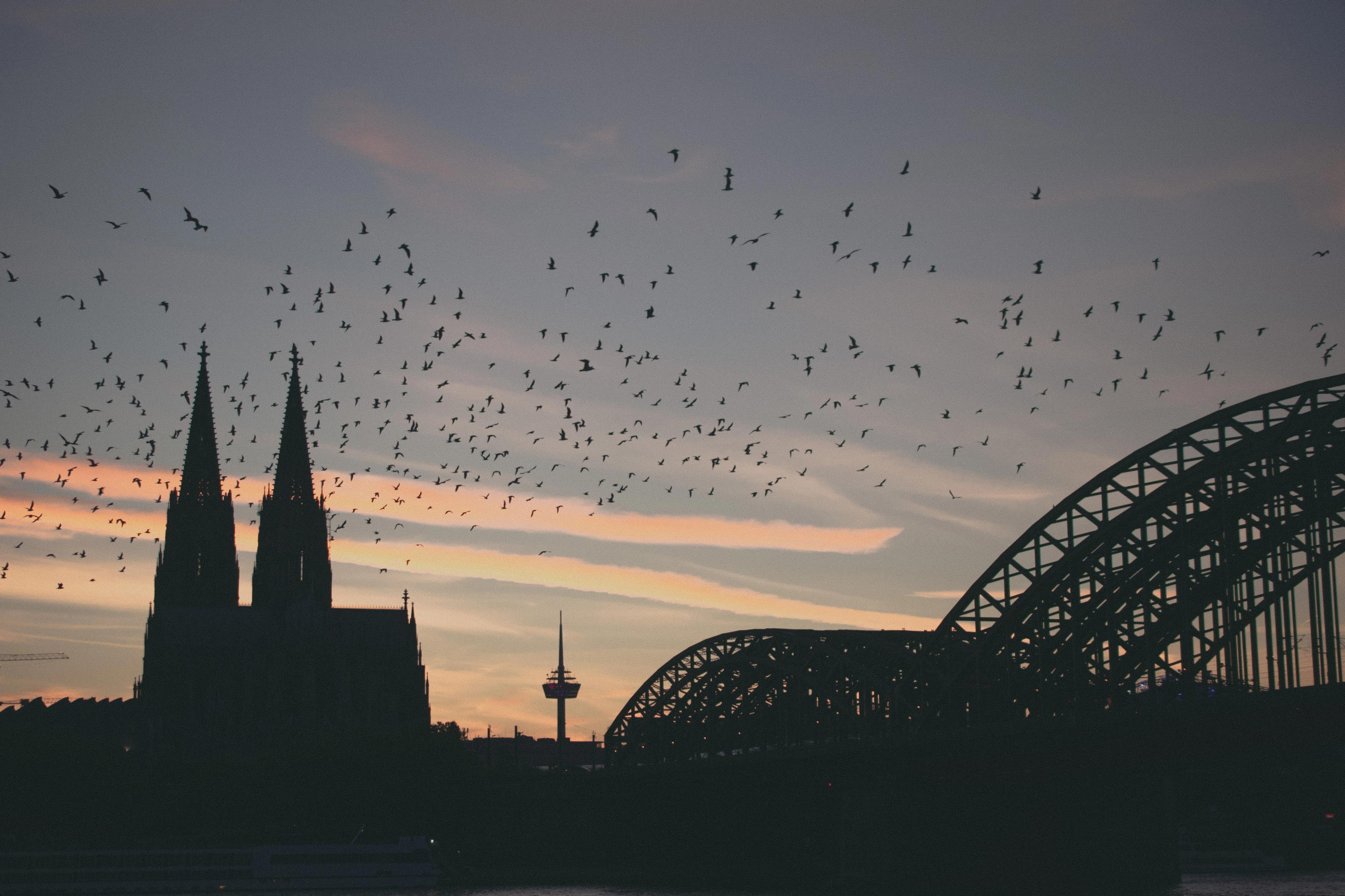 Birds over the Rhine​​​​‌﻿‍﻿​‍​‍‌‍﻿﻿‌﻿​‍‌‍‍‌‌‍‌﻿‌‍‍‌‌‍﻿‍​‍​‍​﻿‍‍​‍​‍‌﻿​﻿‌‍​‌‌‍﻿‍‌‍‍‌‌﻿‌​‌﻿‍‌​‍﻿‍‌‍‍‌‌‍﻿﻿​‍​‍​‍﻿​​‍​‍‌‍‍​‌﻿​‍‌‍‌‌‌‍‌‍​‍​‍​﻿‍‍​‍​‍‌‍‍​‌﻿‌​‌﻿‌​‌﻿​​​﻿‍‍​‍﻿﻿​‍﻿﻿‌‍﻿​‌‍﻿﻿‌‍​﻿‌‍​‌‌‍﻿​‌‍‍​‌‍﻿﻿‌﻿​﻿‌﻿‌​​﻿‍‍​﻿​﻿​﻿​﻿​﻿​﻿​﻿​﻿​‍﻿﻿‌‍‍‌‌‍﻿‍‌﻿‌​‌‍‌‌‌‍﻿‍‌﻿‌​​‍﻿﻿‌‍‌‌‌‍‌​‌‍‍‌‌﻿‌​​‍﻿﻿‌‍﻿‌‌‍﻿﻿‌‍‌​‌‍‌‌​﻿﻿‌‌﻿​​‌﻿​‍‌‍‌‌‌﻿​﻿‌‍‌‌‌‍﻿‍‌﻿‌​‌‍​‌‌﻿‌​‌‍‍‌‌‍﻿﻿‌‍﻿‍​﻿‍﻿‌‍‍‌‌‍‌​​﻿﻿‌‌‍‌​‌‌​​‌‌​﻿‌‍‌﻿​﻿‌﻿‌‍​﻿‌‍‌‍‌﻿‌﻿‌‌‍‌‌﻿‌​‌​‍﻿‌‍‌﻿‌​‌​​﻿​‍‌​‍​‌‌​﻿‌‌​‌‌‍﻿​‌​‍​‌‍‍﻿‌‍﻿‍‌‍﻿﻿​﻿‍﻿‌﻿‌​‌﻿‍‌‌﻿​​‌‍‌‌​﻿﻿‌‌﻿​​‌‍‍​‌‍﻿﻿‌﻿‌​‌‍﻿﻿​﻿‍﻿‌﻿​​‌‍​‌‌﻿‌​‌‍‍​​﻿﻿‌‌﻿‌​‌‍‍‌‌﻿‌​‌‍﻿​‌‍‌‌​﻿﻿﻿‌‍​‍‌‍​‌‌﻿​﻿‌‍‌‌‌‌‌‌‌﻿​‍‌‍﻿​​﻿﻿‌‌‍‍​‌﻿‌​‌﻿‌​‌﻿​​​‍‌‌​﻿​﻿‌​​‌​‍‌‌​﻿​‍‌​‌‍​‍‌‌​﻿​‍‌​‌‍‌‍﻿​‌‍﻿﻿‌‍​﻿‌‍​‌‌‍﻿​‌‍‍​‌‍﻿﻿‌﻿​﻿‌﻿‌​​‍‌‌​﻿​﻿‌​​‌​﻿​﻿​﻿​﻿​﻿​﻿​﻿​﻿​‍‌‍‌‍‍‌‌‍‌​​﻿﻿‌‌‍‌​‌‌​​‌‌​﻿‌‍‌﻿​﻿‌﻿‌‍​﻿‌‍‌‍‌﻿‌﻿‌‌‍‌‌﻿‌​‌​‍﻿‌‍‌﻿‌​‌​​﻿​‍‌​‍​‌‌​﻿‌‌​‌‌‍﻿​‌​‍​‌‍‍﻿‌‍﻿‍‌‍﻿﻿​‍‌‍‌﻿‌​‌﻿‍‌‌﻿​​‌‍‌‌​﻿﻿‌‌﻿​​‌‍‍​‌‍﻿﻿‌﻿‌​‌‍﻿﻿​‍‌‍‌﻿​​‌‍​‌‌﻿‌​‌‍‍​​﻿﻿‌‌﻿‌​‌‍‍‌‌﻿‌​‌‍﻿​‌‍‌‌​‍‌‍‌﻿​​‌‍‌‌‌﻿​‍‌﻿​﻿‌﻿​​‌‍‌‌‌‍​﻿‌﻿‌​‌‍‍‌‌﻿‌‍‌‍‌‌​﻿﻿‌‌﻿​​‌﻿‌‌‌‍​‍‌‍﻿​‌‍‍‌‌﻿​﻿‌‍‍​‌‍‌‌‌‍‌​​‍​‍‌﻿﻿‌