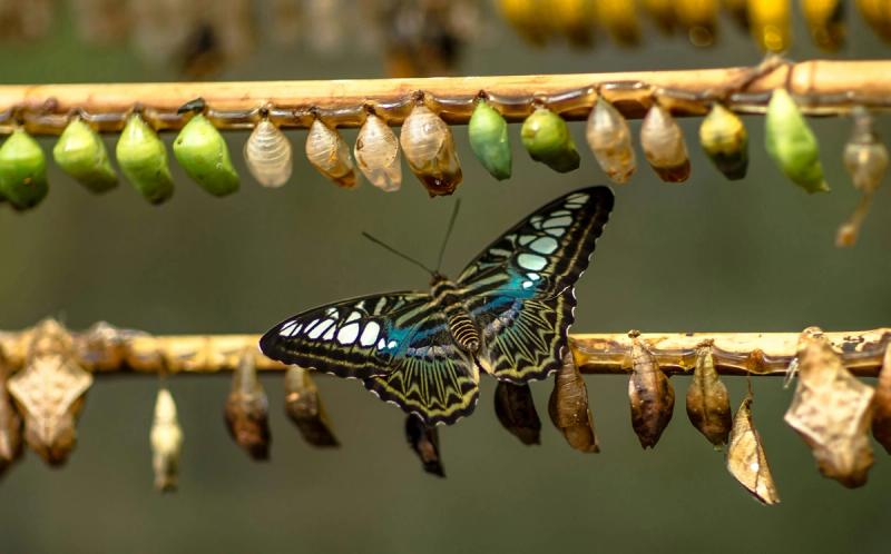 a butterfly flying in front of a series of chrysalids
