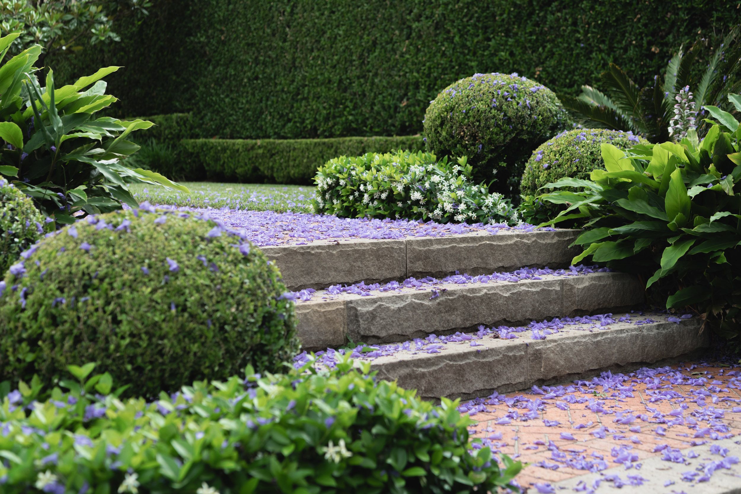 hedge