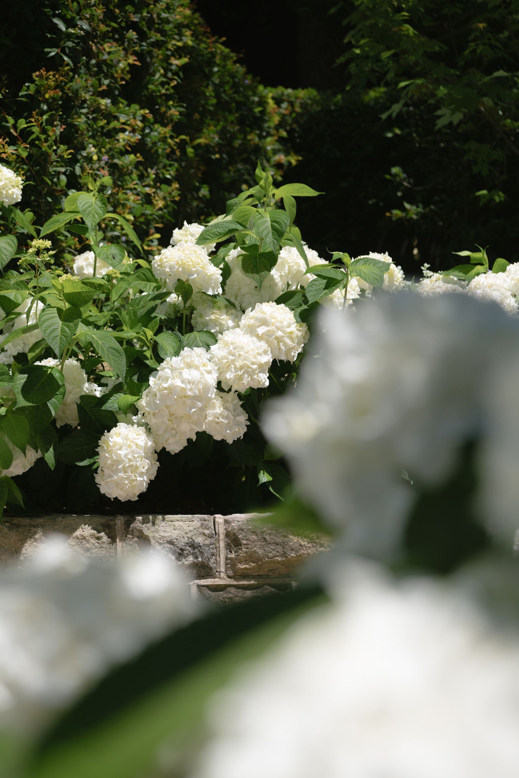 hydrangea detail