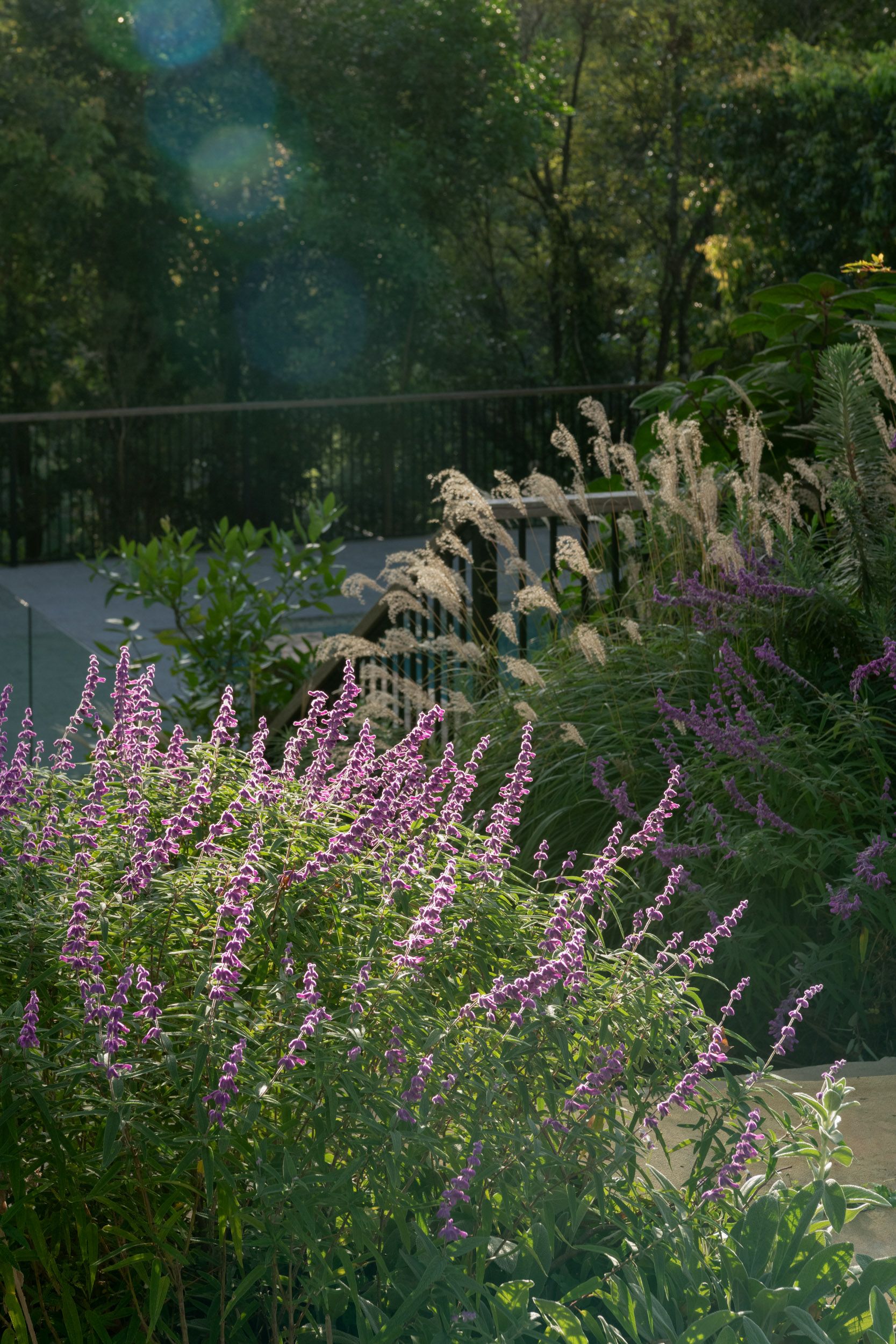 Salvia and grasses