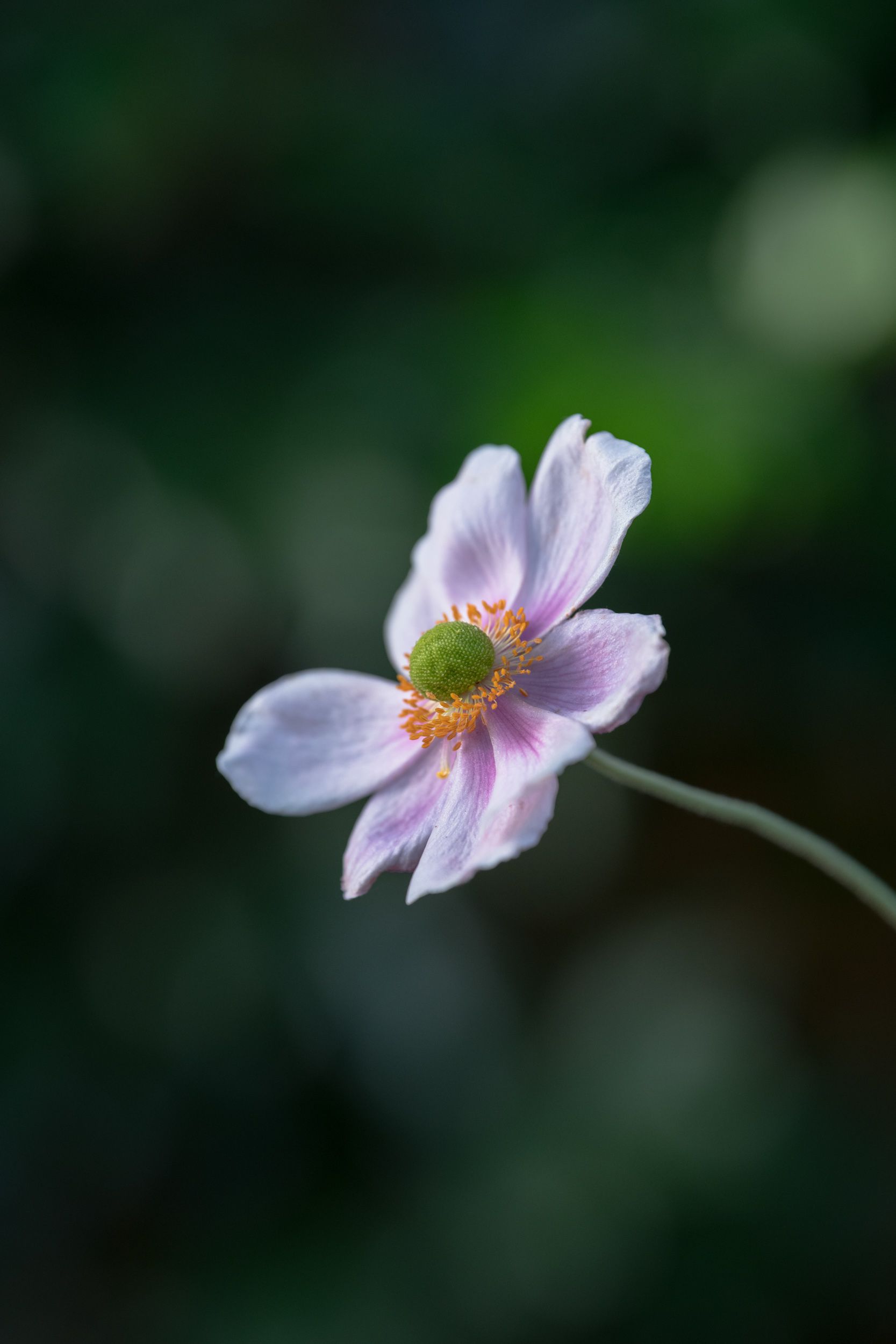 Pink flower