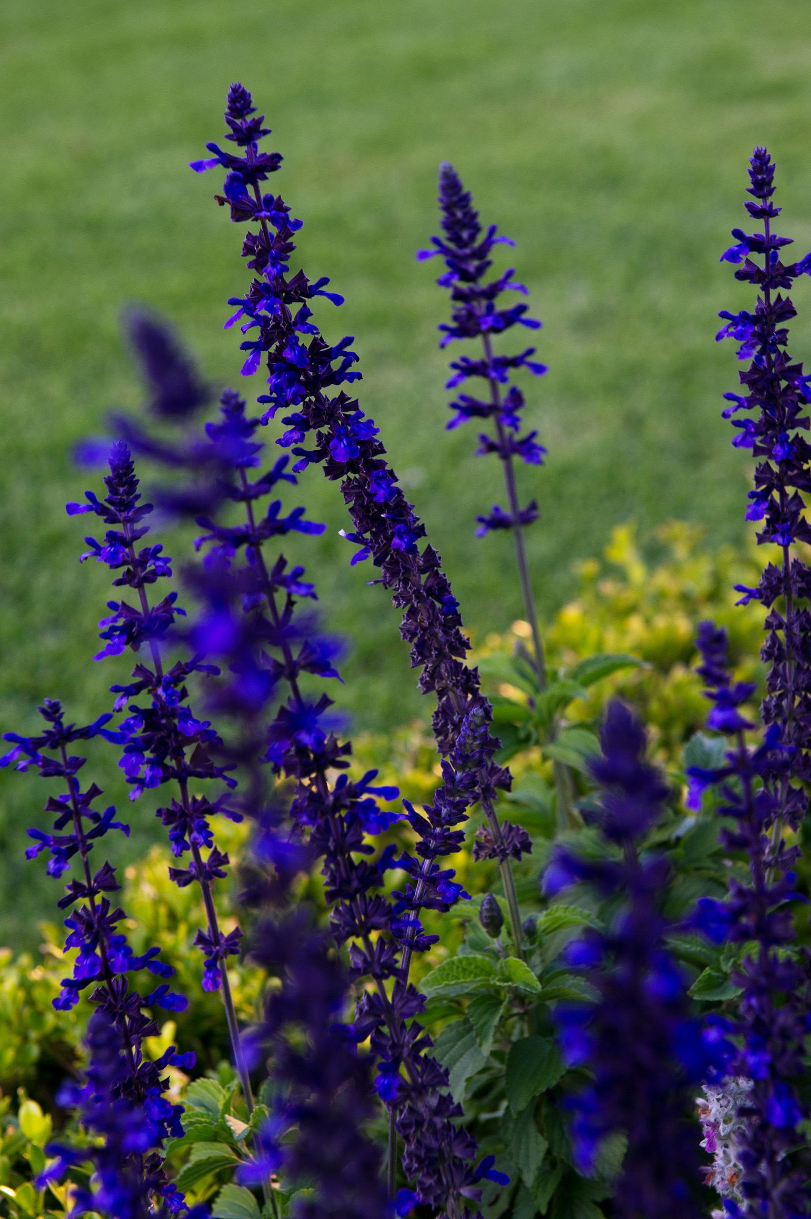 vivid blue