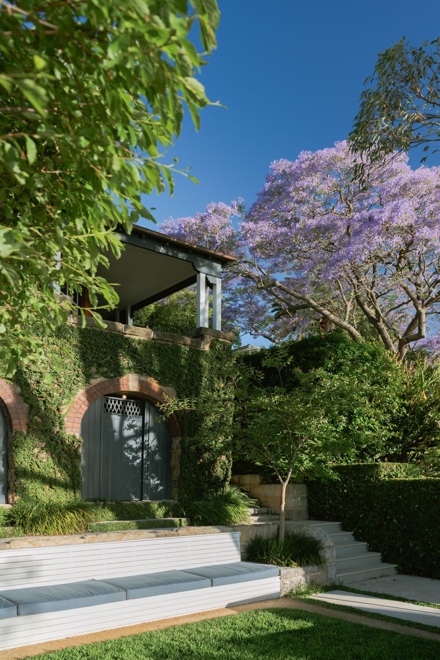 jacaranda and vine