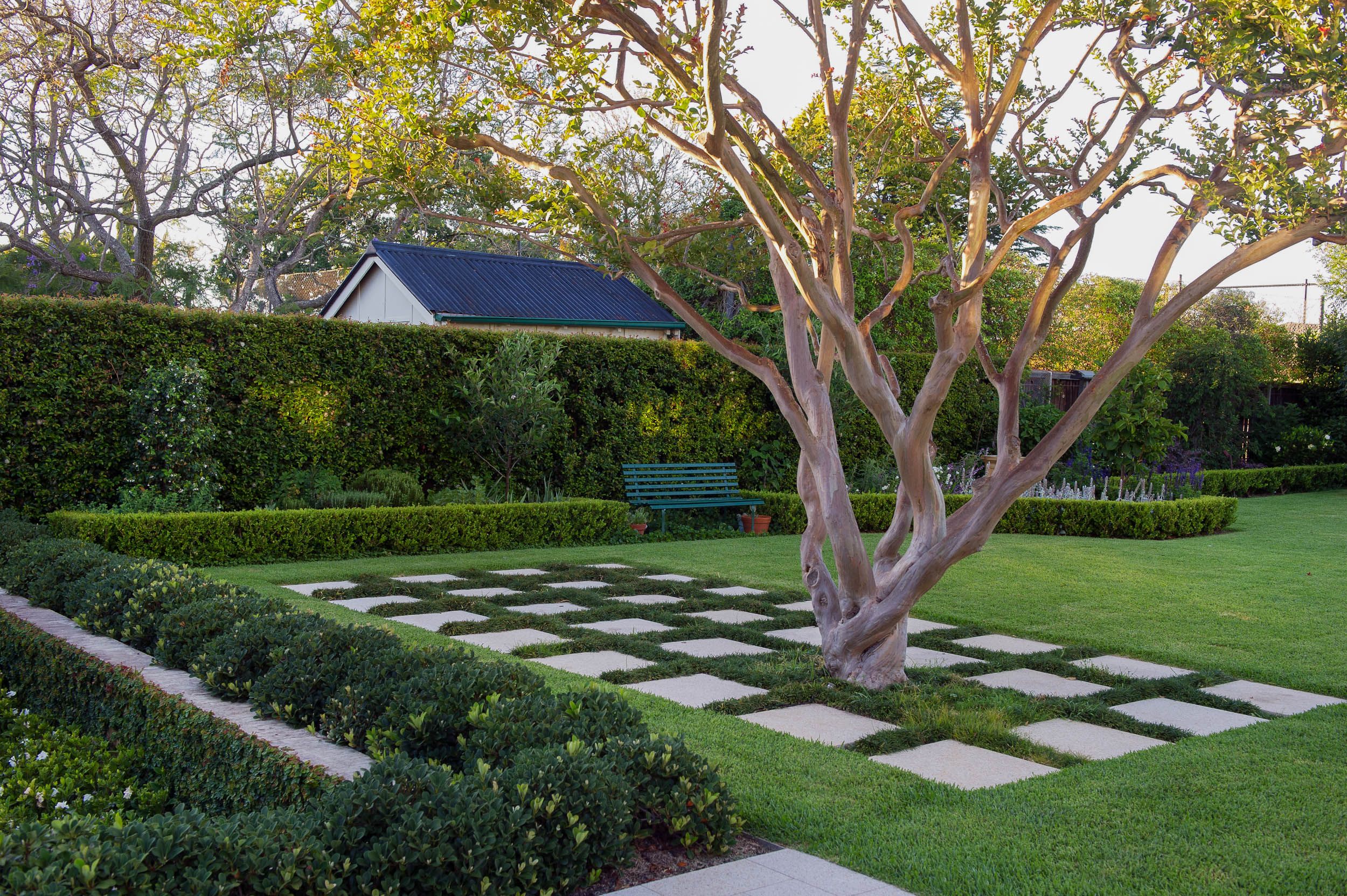 crepe myrtle
