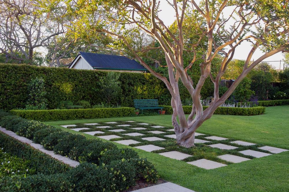 crepe myrtle