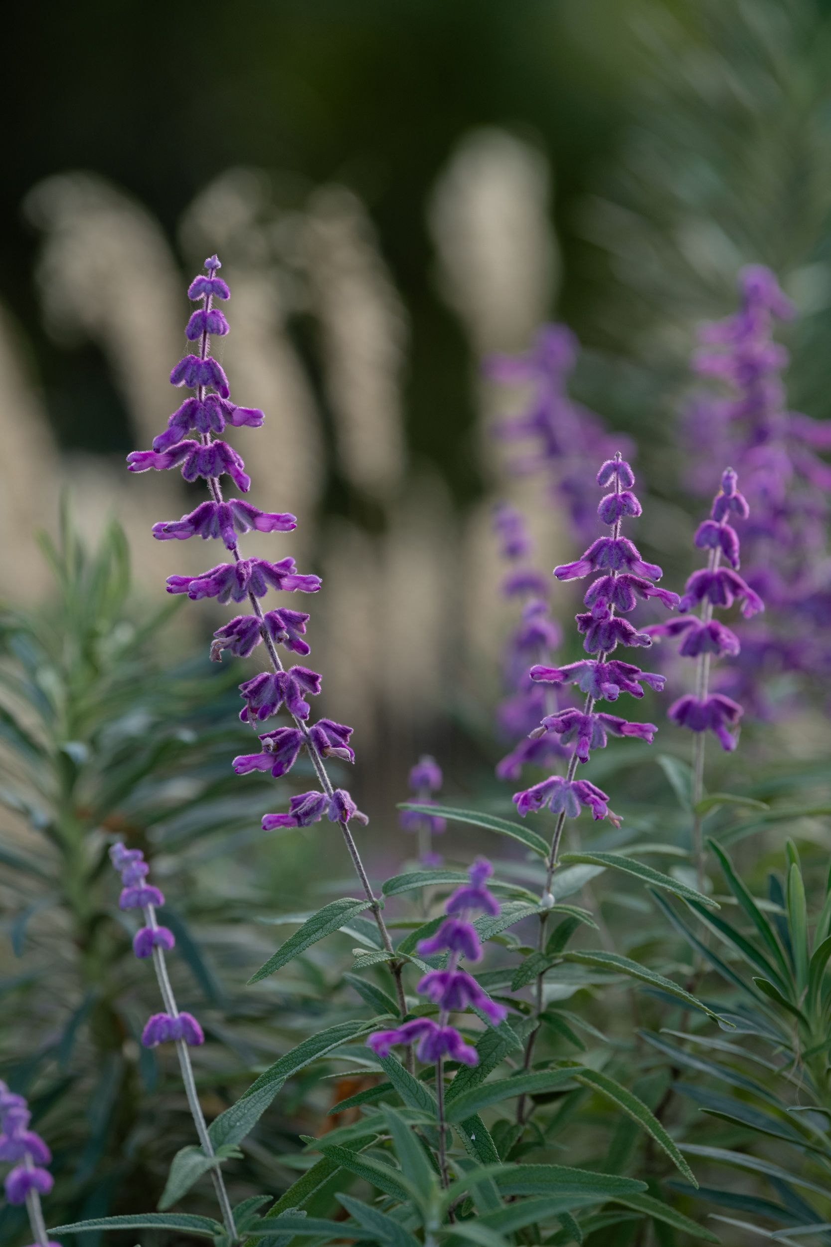 Salvia