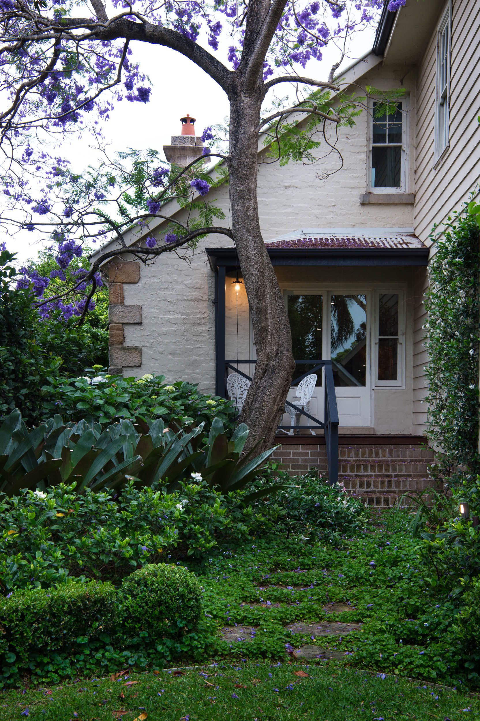 Jacaranda