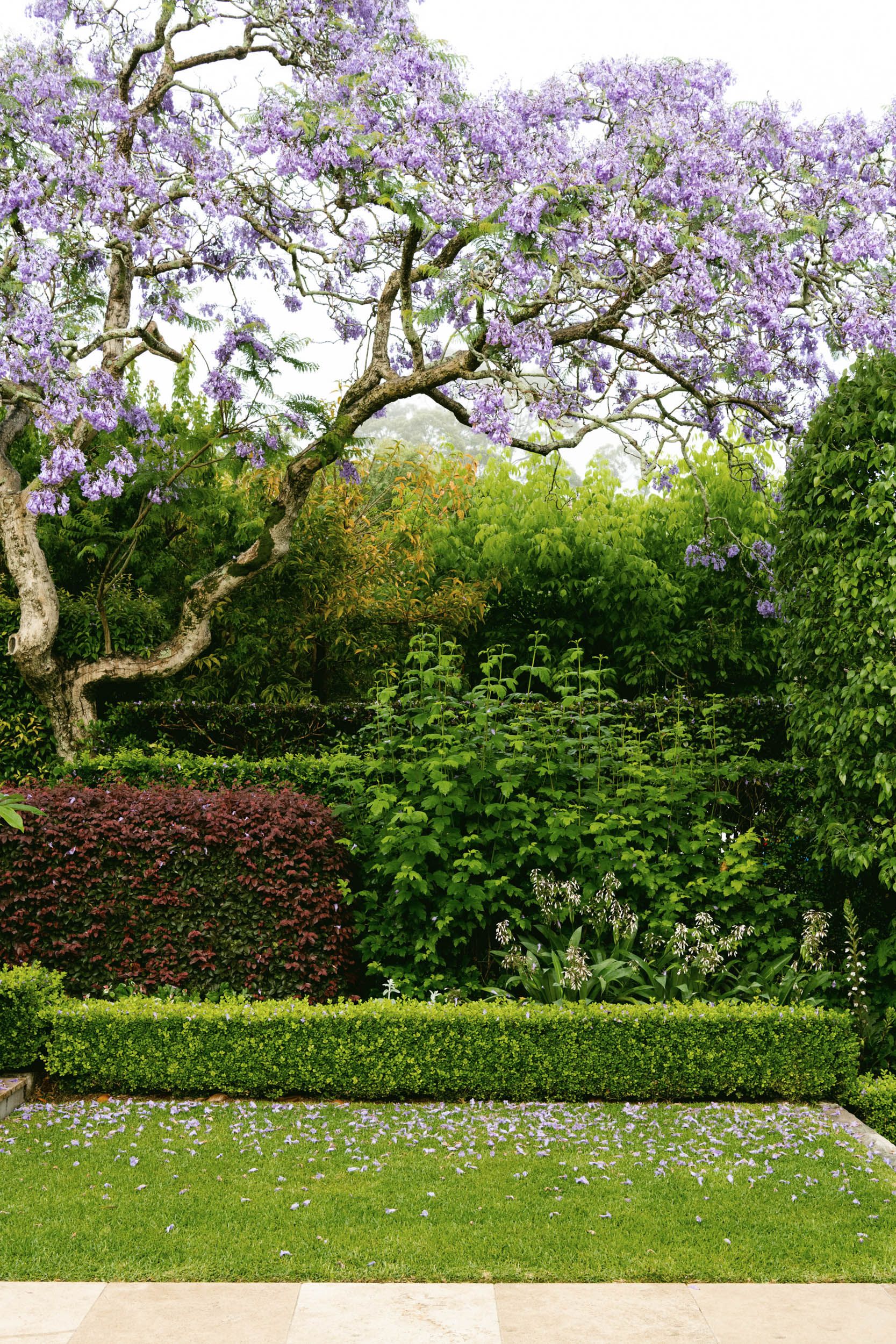 Jacaranda and layers
