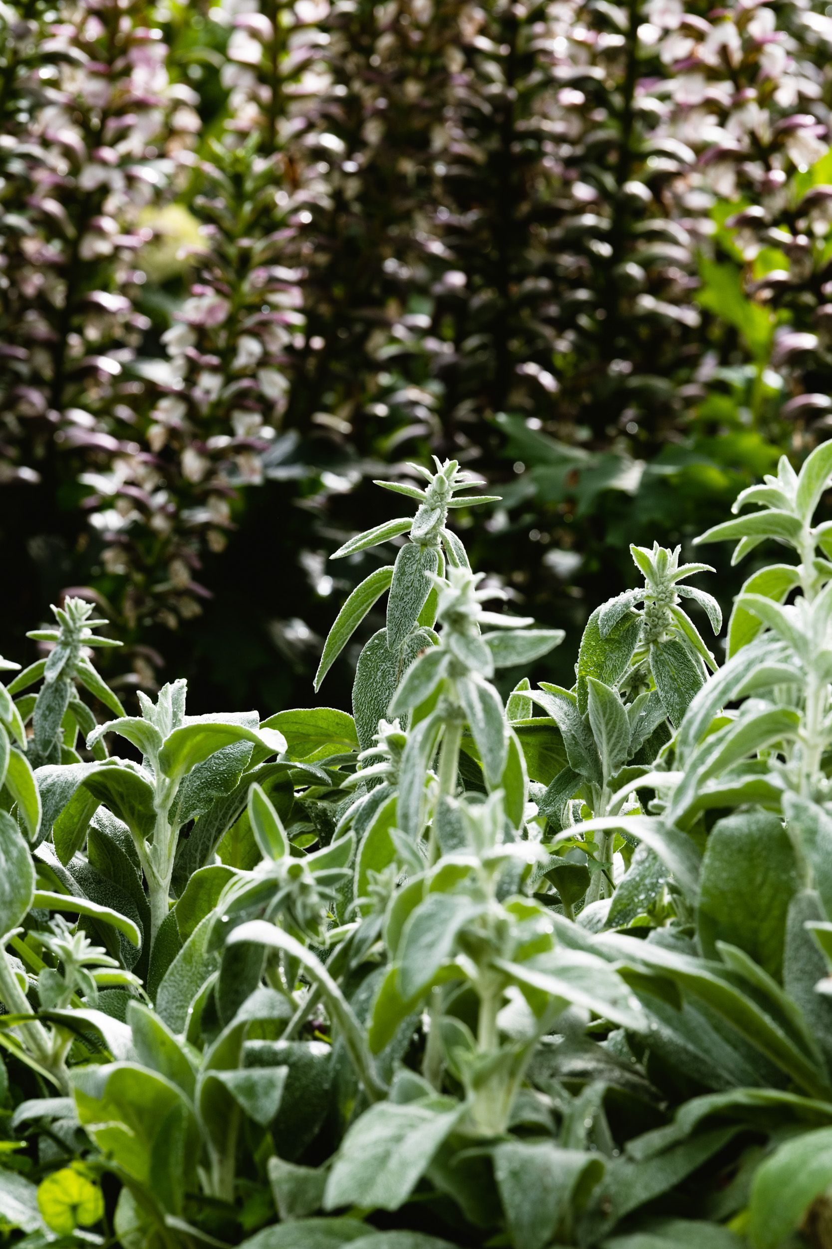 Layered planting in garden