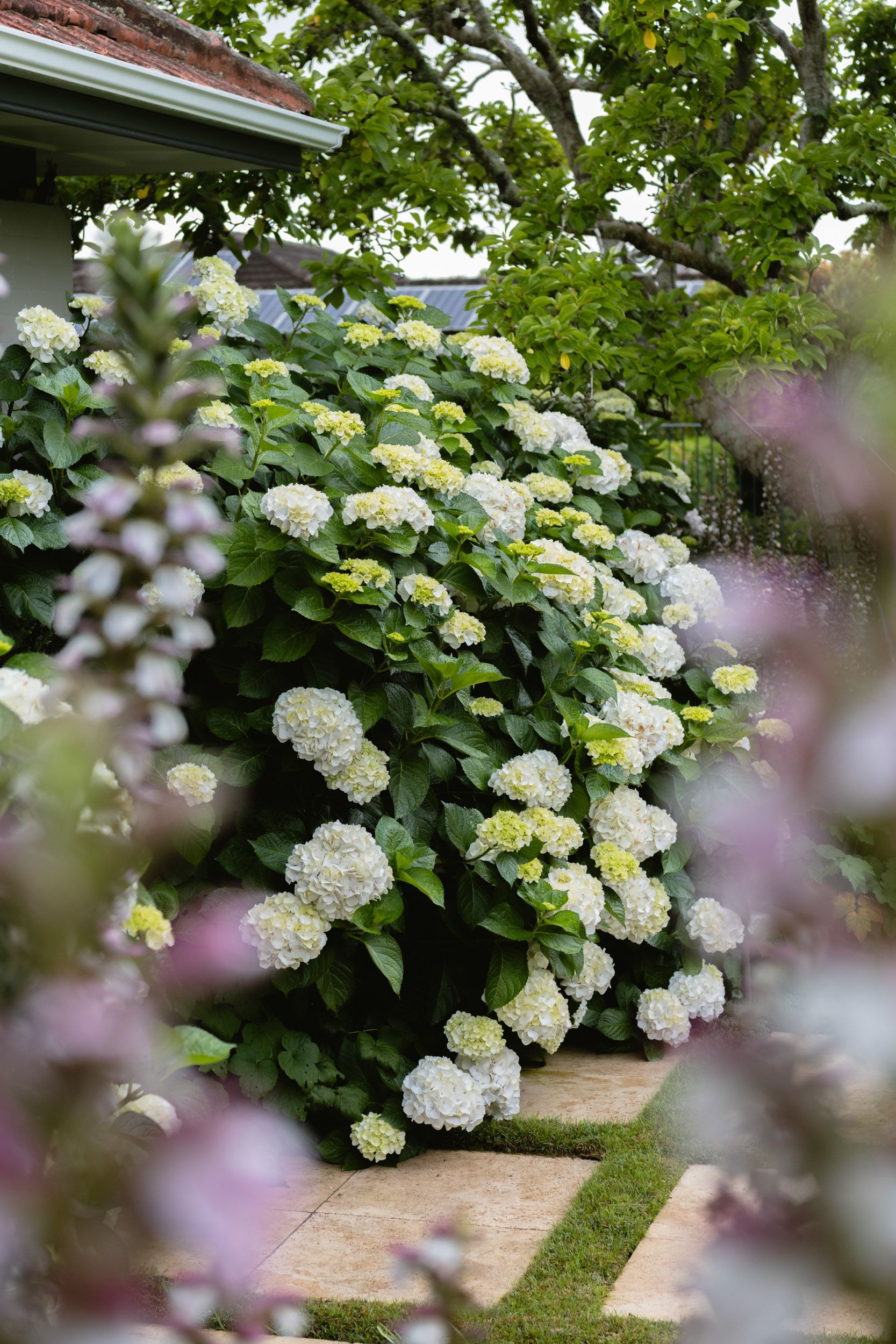 hydrangeas