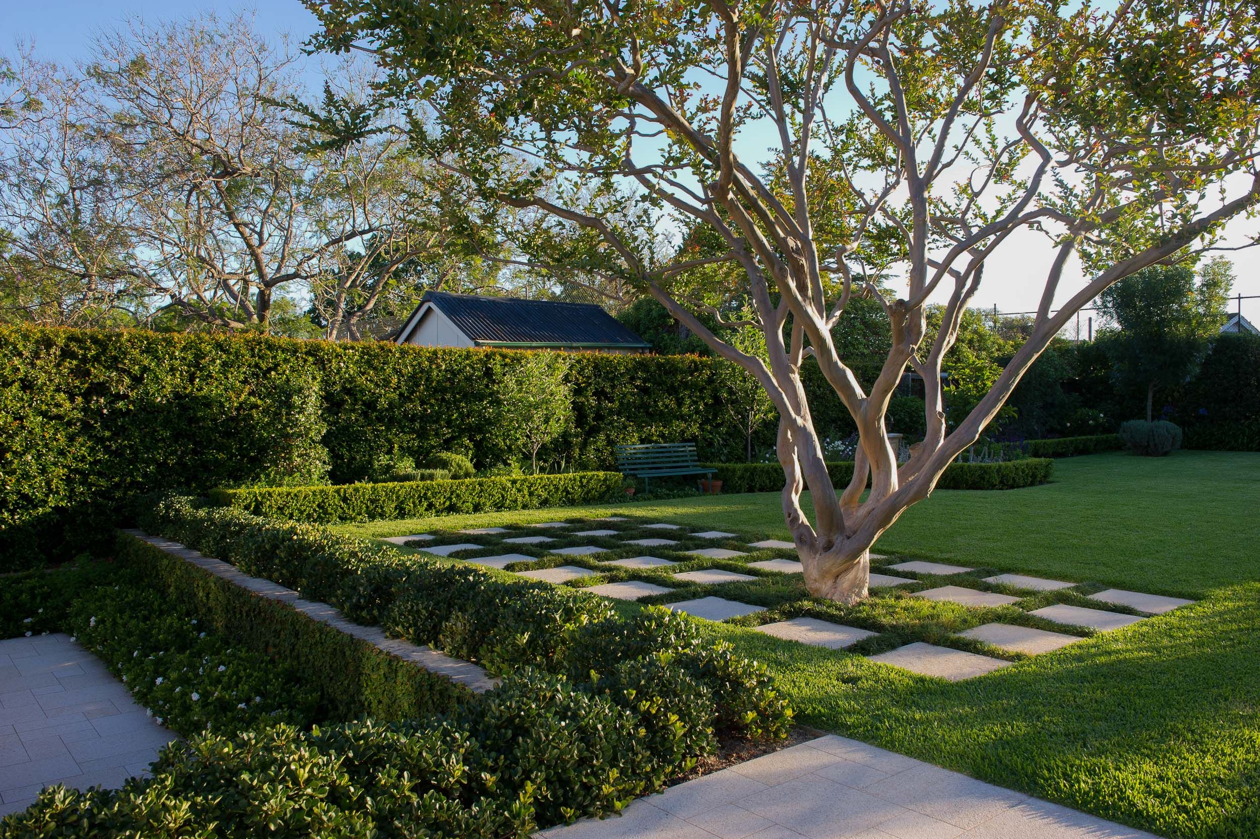 crepe myrtle