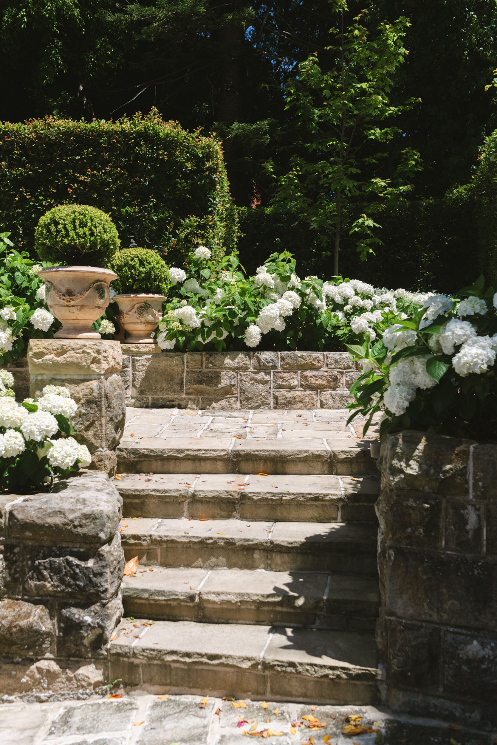 stone path and hydrangeas