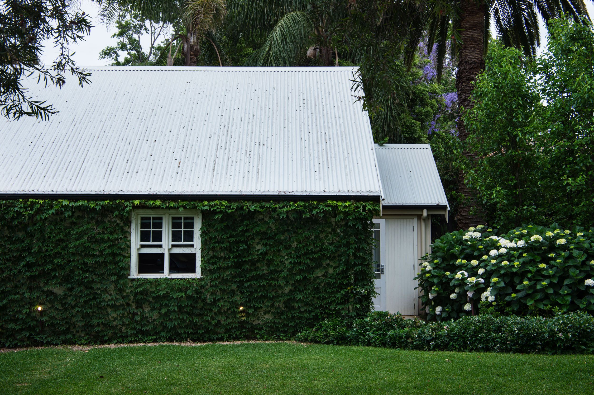 vine wall
