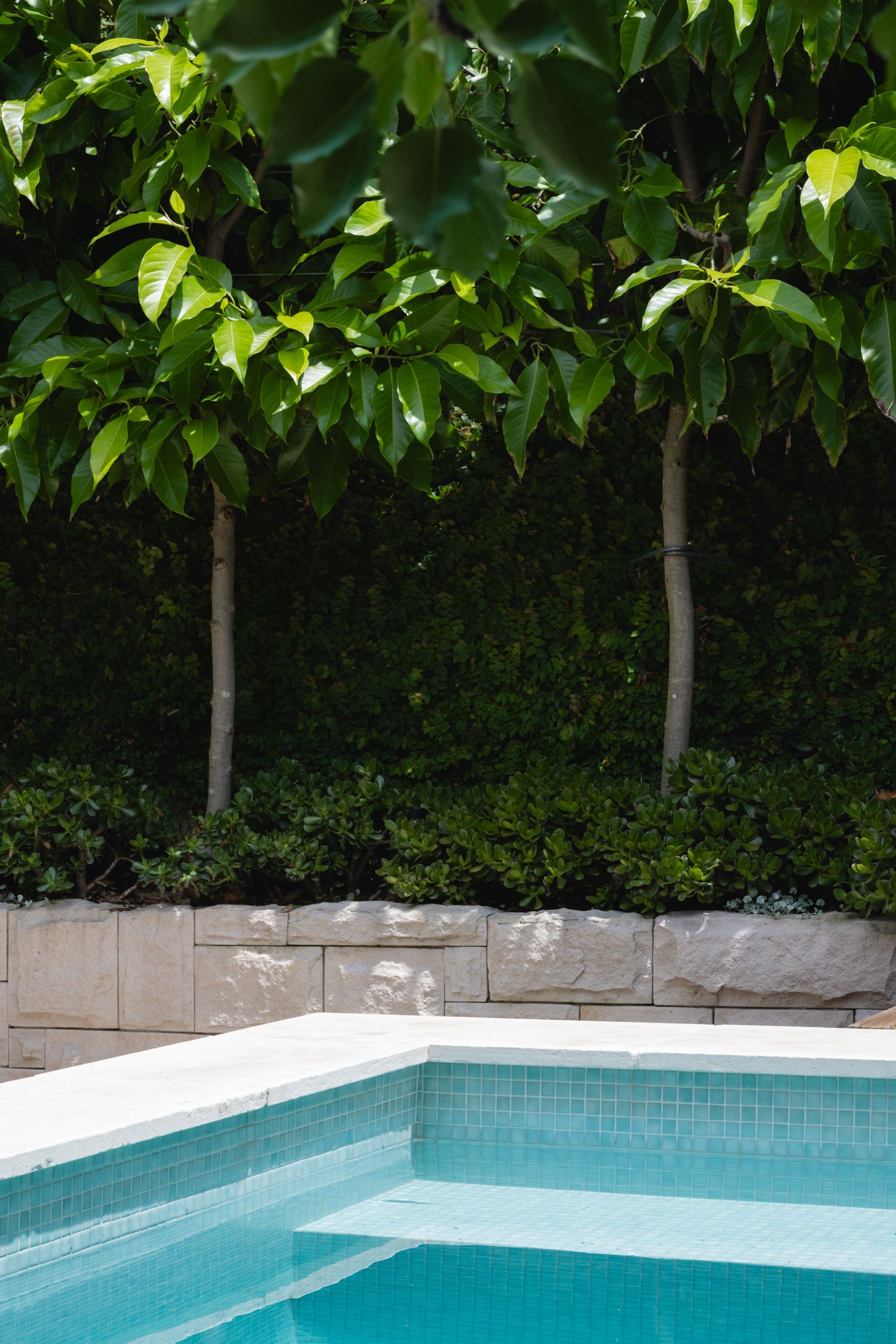 pleached champaca tree