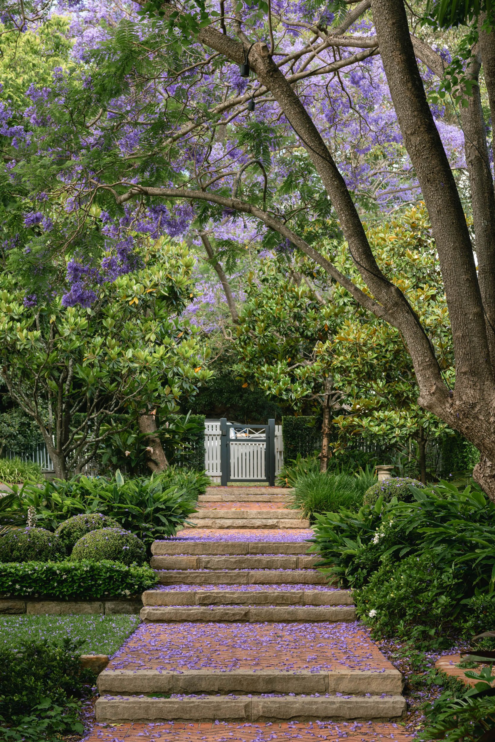 Jacaranda