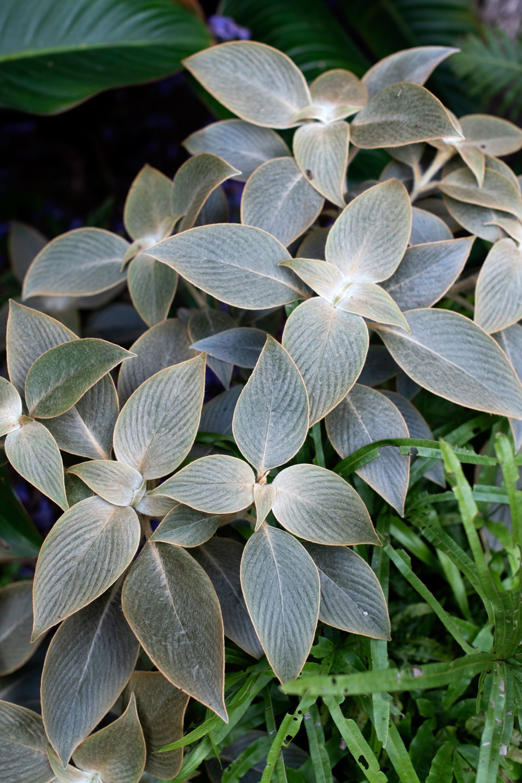 plant
