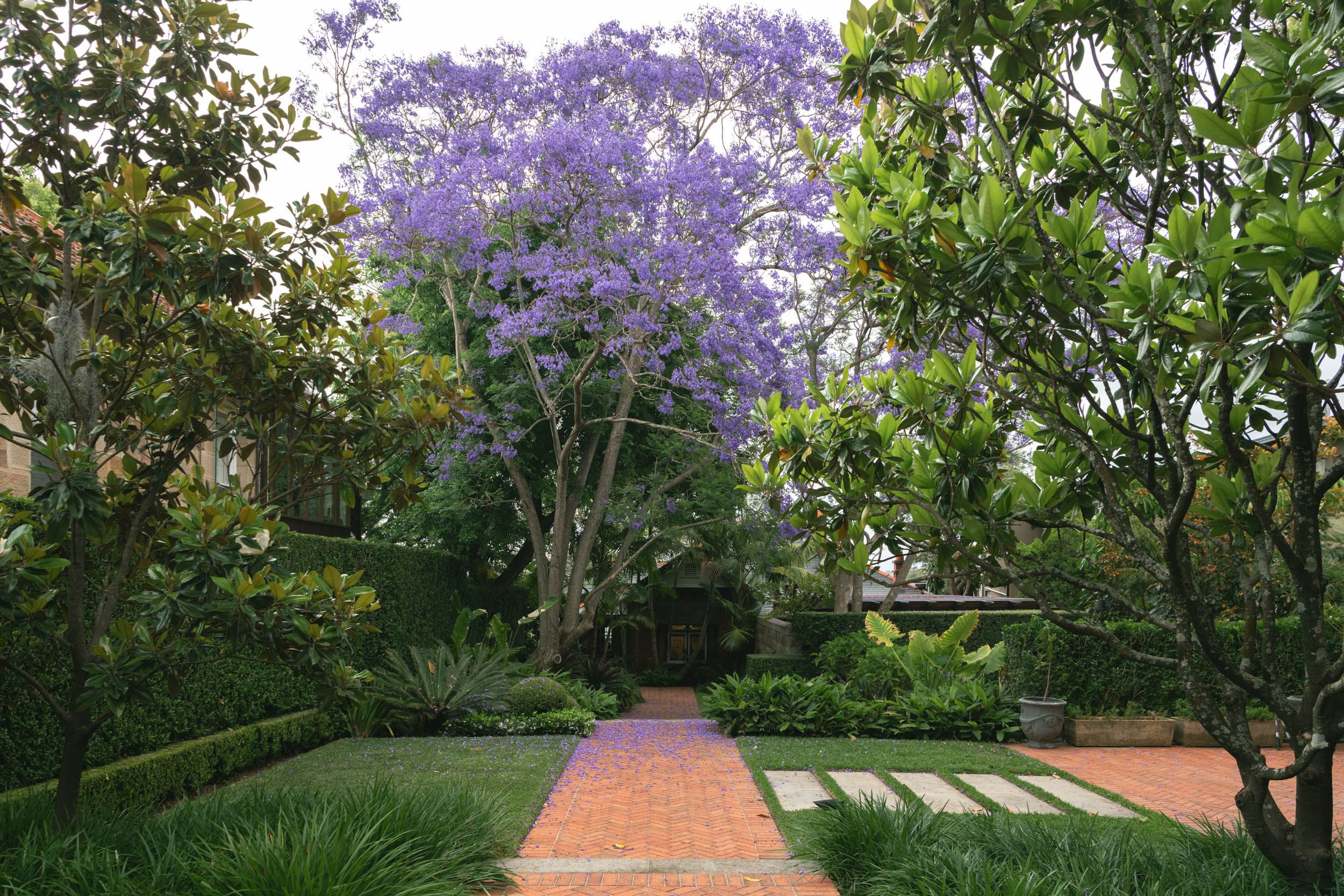 jacaranda