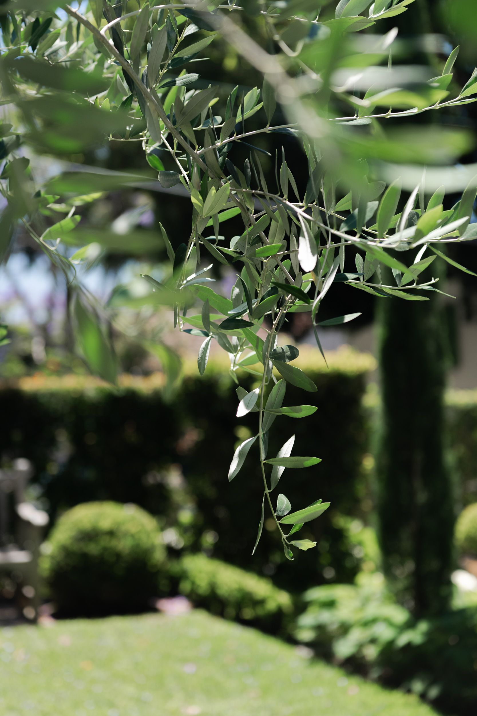 olive branch