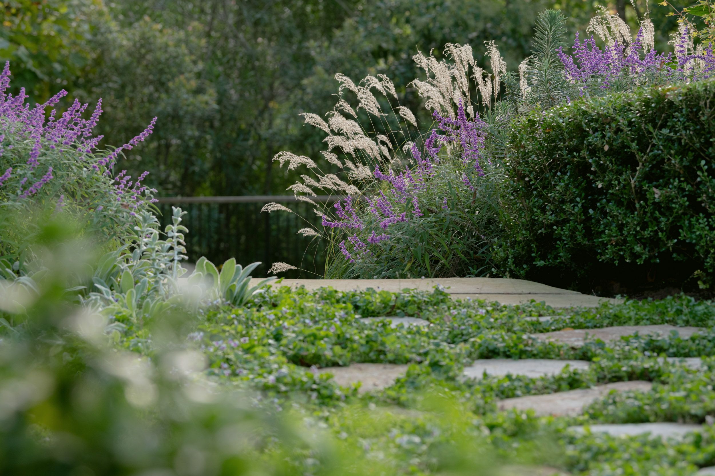 stone pavers and ground cover with salvia