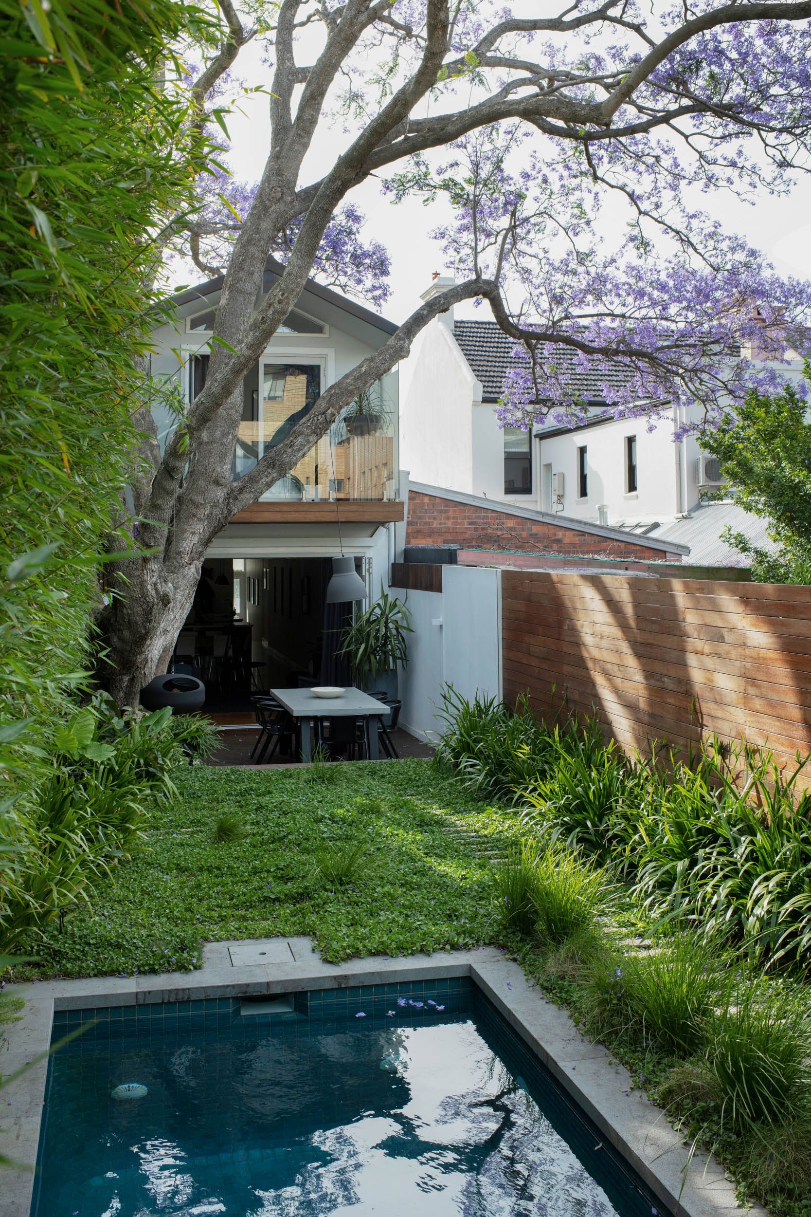 jacaranda